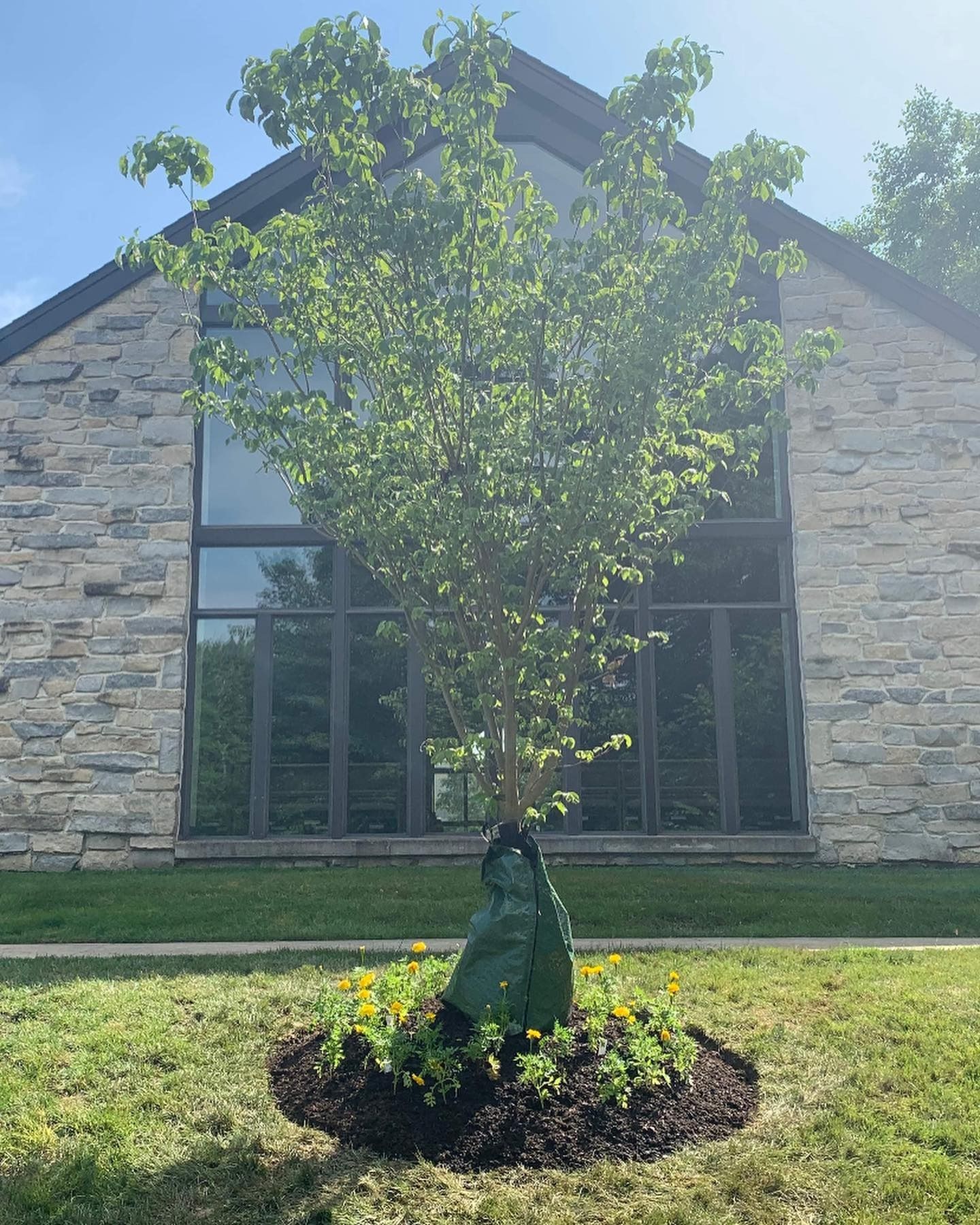 A small tree and a statue nestled in a flower bed in front of a stone building with large, dark-framed windows.
