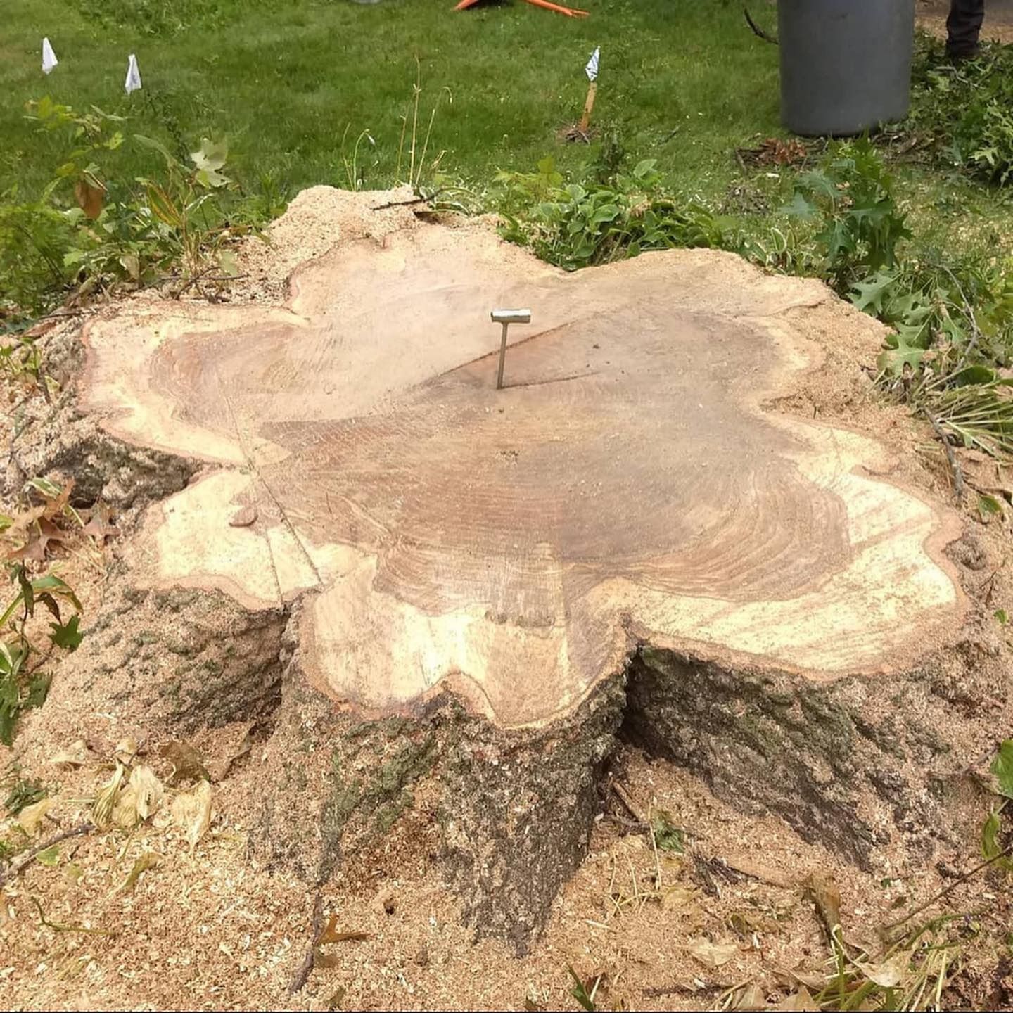 A freshly cut tree stump with a metal surveying pin in the center, set in a grassy yard.