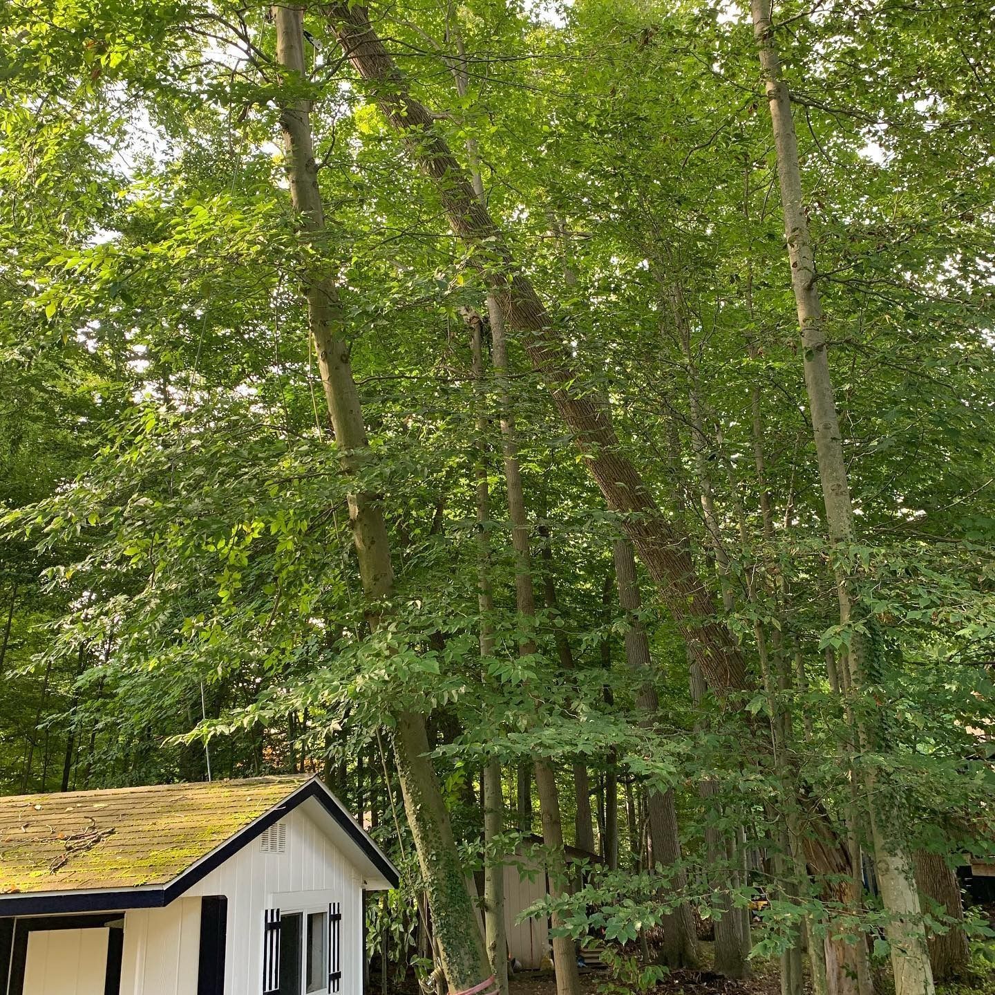 A small white building with a moss-covered roof nestled against a dense, tall forest of green trees.