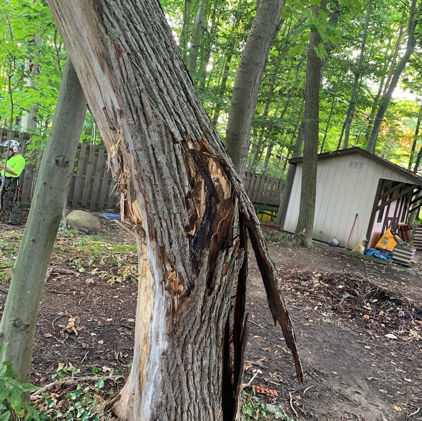 A leaning tree trunk with significant bark damage and exposed wood, set in a wooded backyard near a shed.