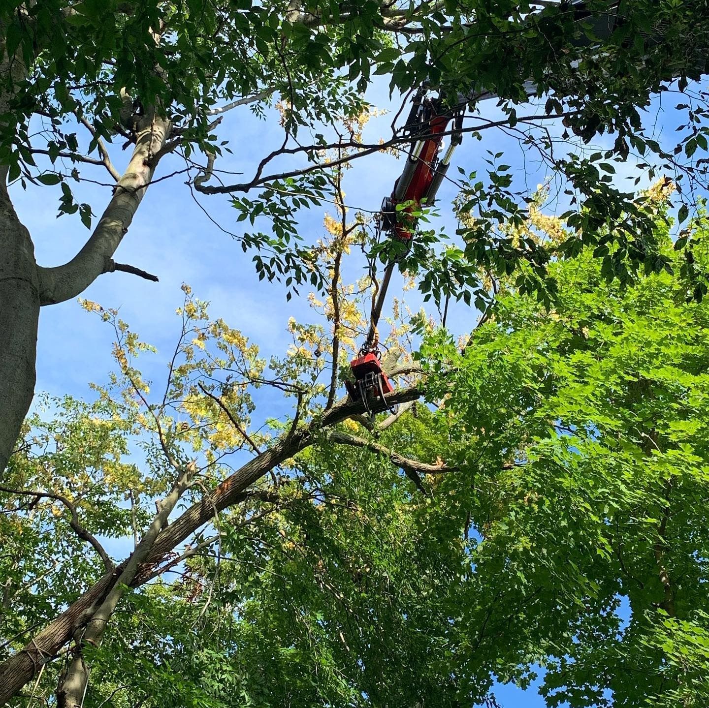 An arborist suspended in a tree by climbing ropes, wearing red safety gear, surrounded by lush green foliage and blue sky.