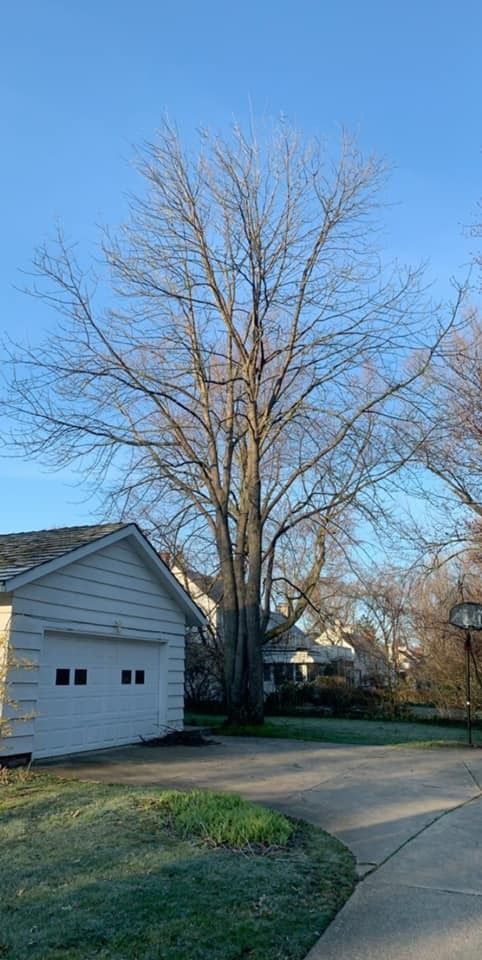 A tall, leafless deciduous tree stands next to a white garage on a sunny morning.