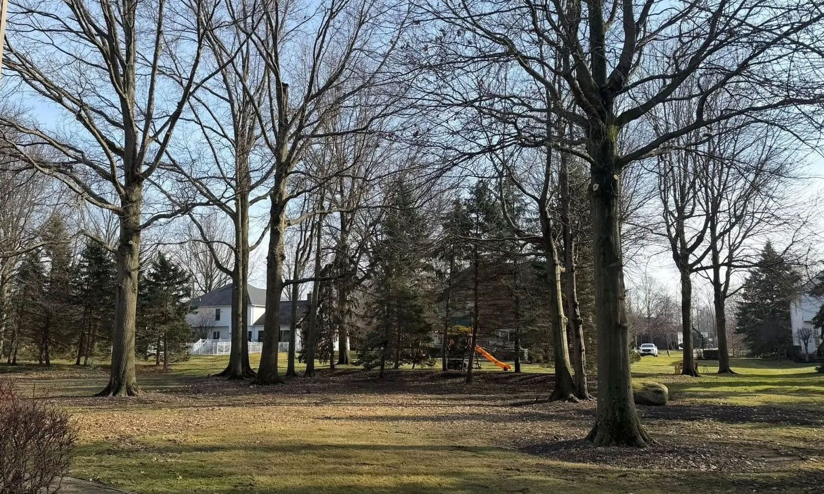 A yard with many tall, leafless trees and some evergreen trees, featuring a play set in the background.