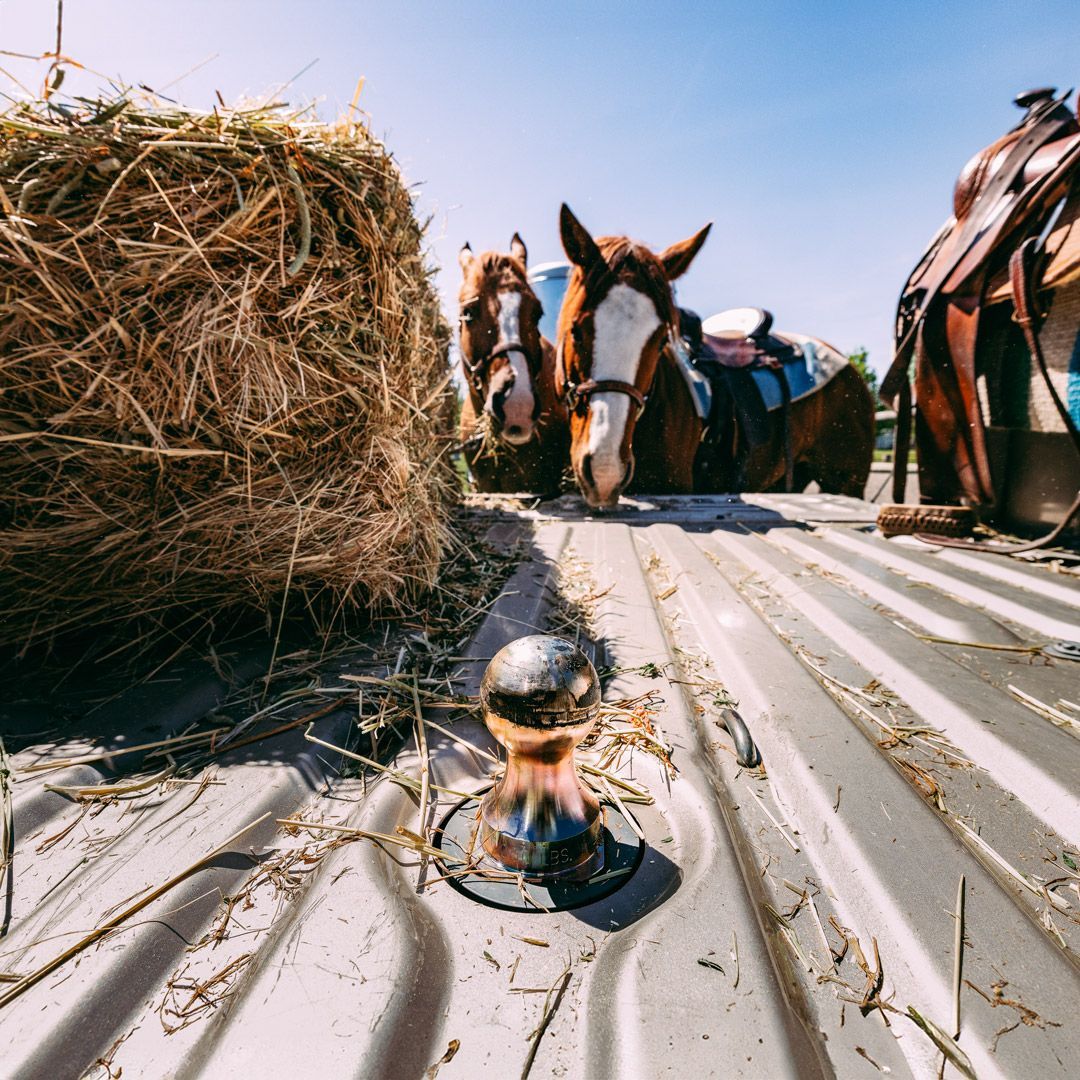 Two horses in a truck bed next to hay bales and saddles, blue sky overhead.
