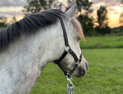 A close up of a horse wearing a bridle in a field.