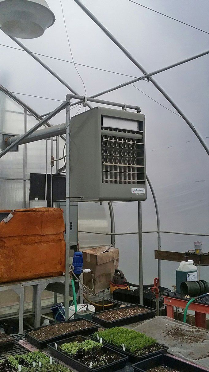 Modine unit heater in greenhouse