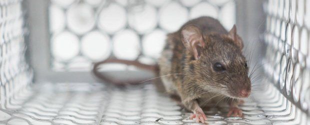 Rodent Control Services | Pest Control Packages | Lehi, UT