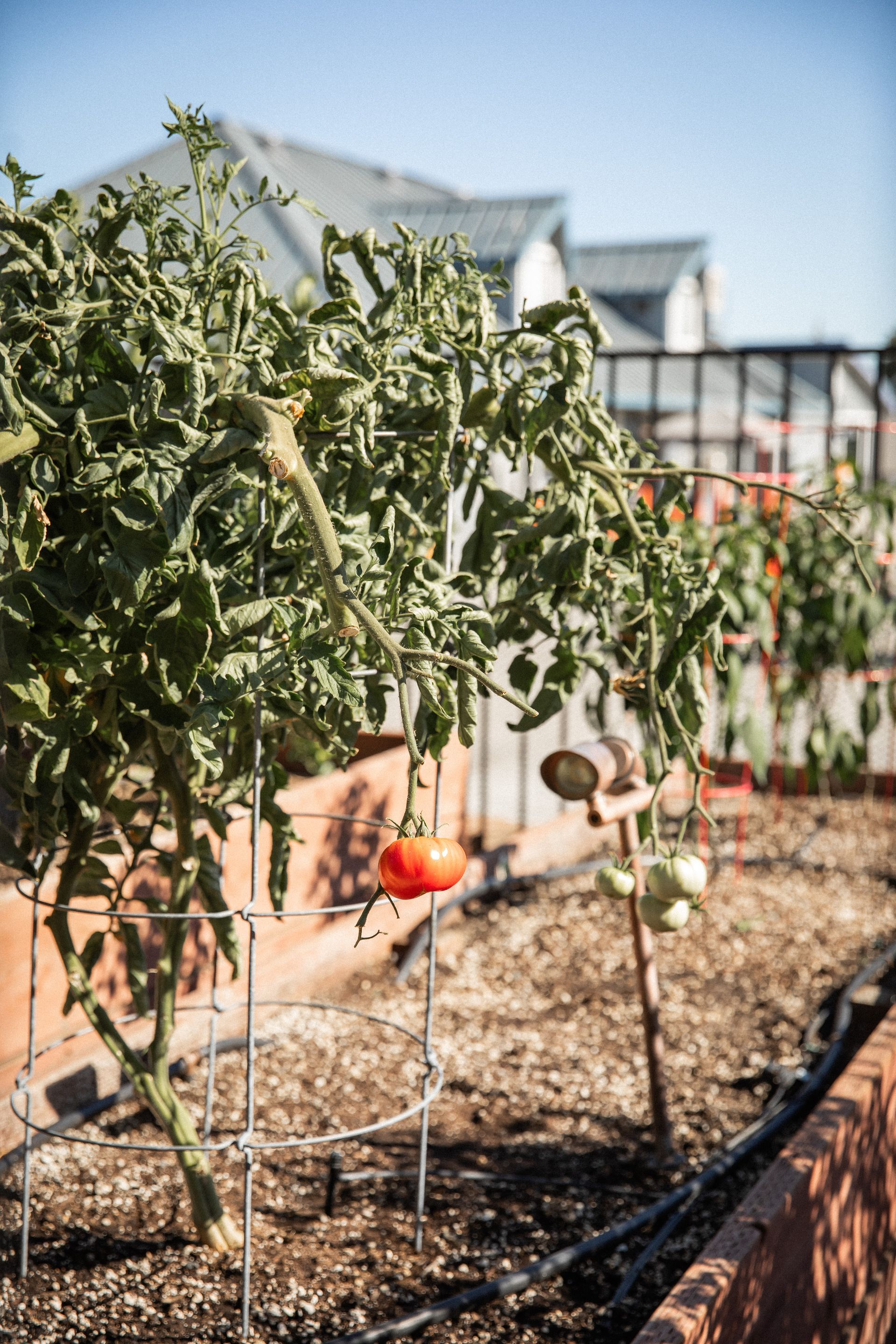 Tomato plant with ripe red tomato in a raised garden bed, with houses in the background.