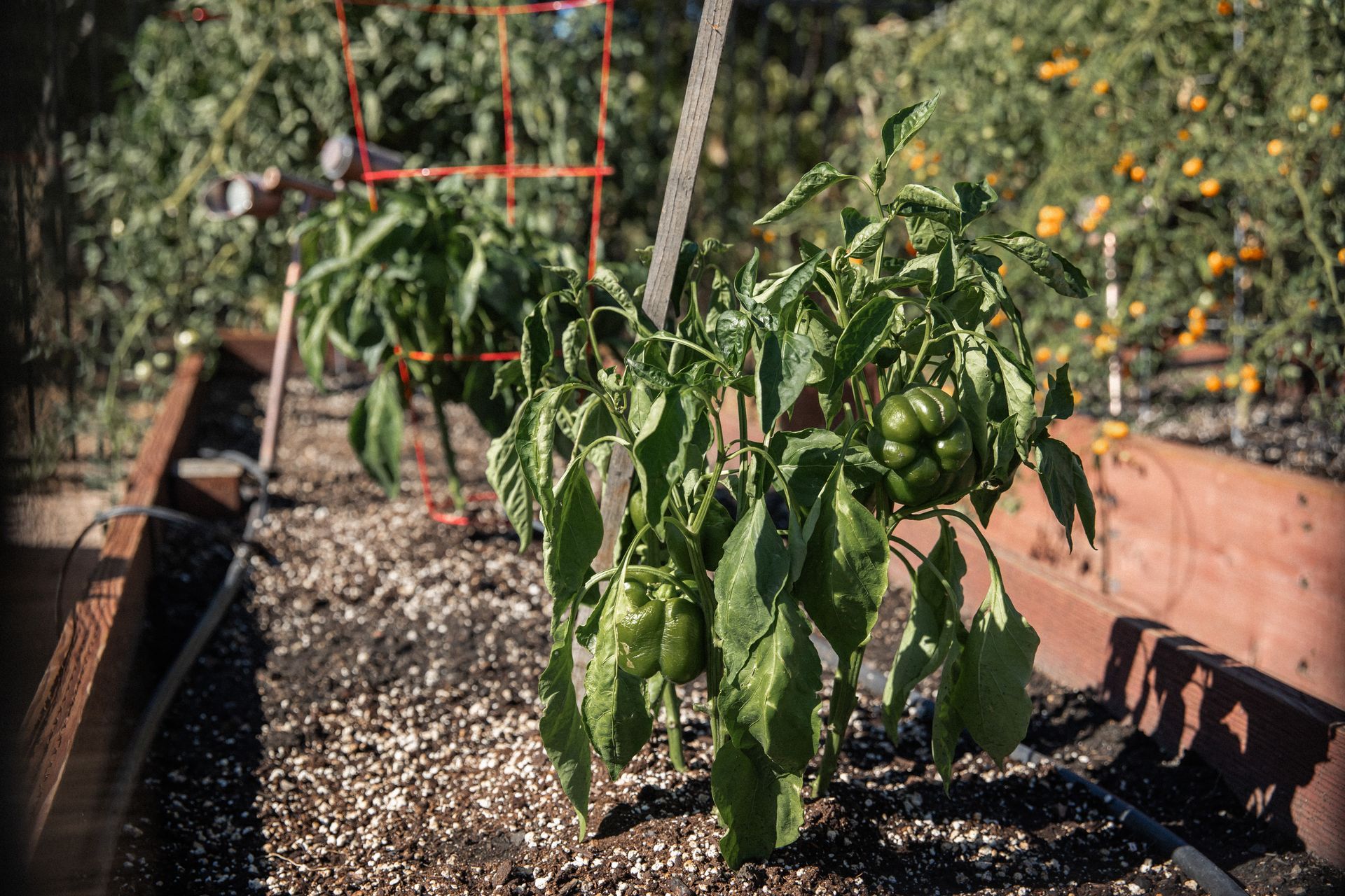 Bell pepper plants in a raised garden bed, with green peppers, in a sunny outdoor setting.