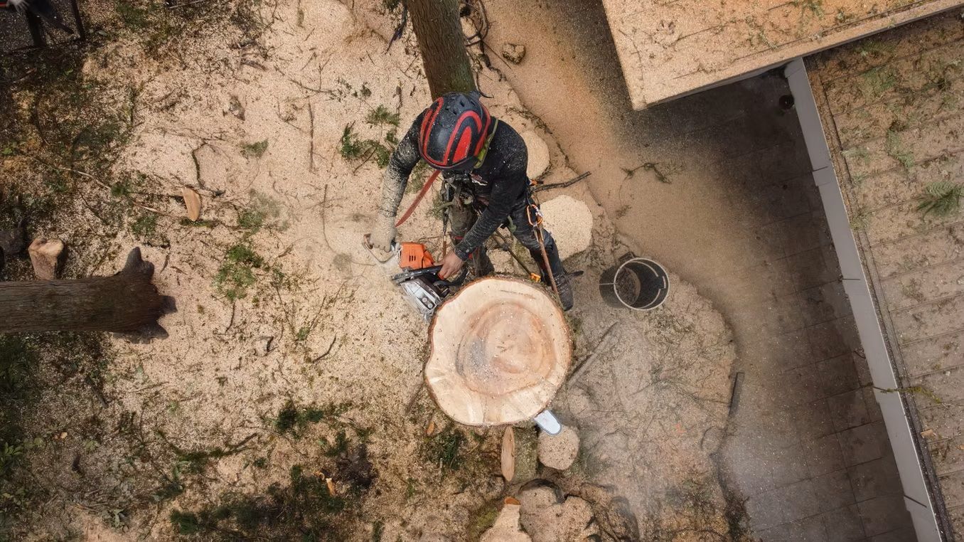 Overhead view of a worker in red and blue beside a cut tree stump and tools in a dusty yard