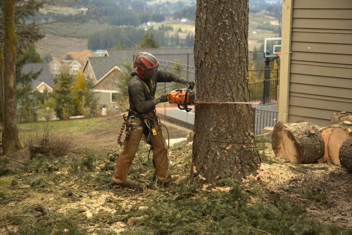 Worker using a chainsaw to cut a tree in a yard, with logs and a rural neighborhood in the background