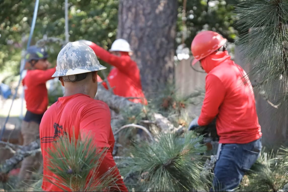 Workers in red shirts clearing pine branches outdoors, one wearing a red hard hat