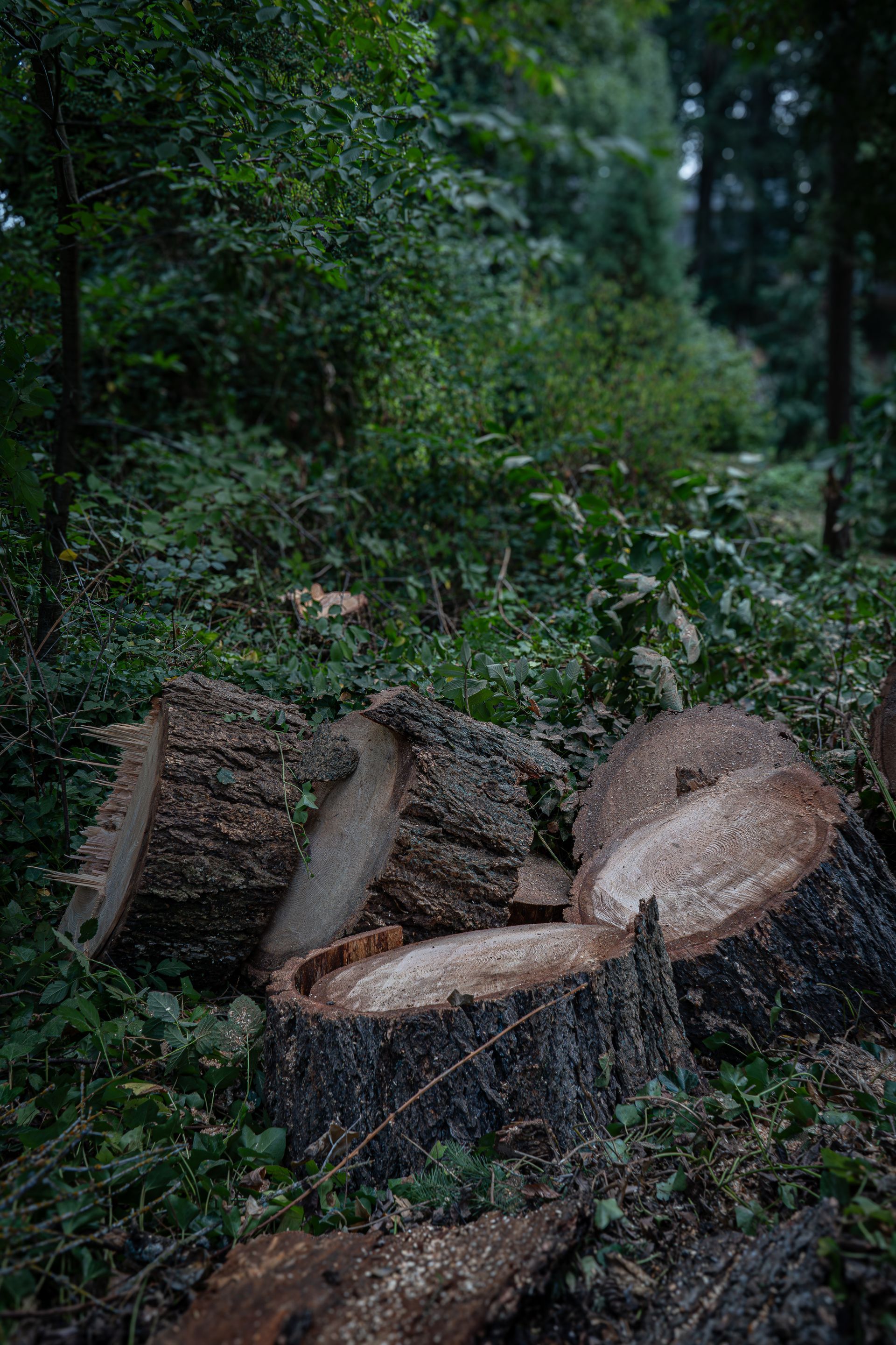 Freshly cut tree stump and logs in a dark, dense forest clearing