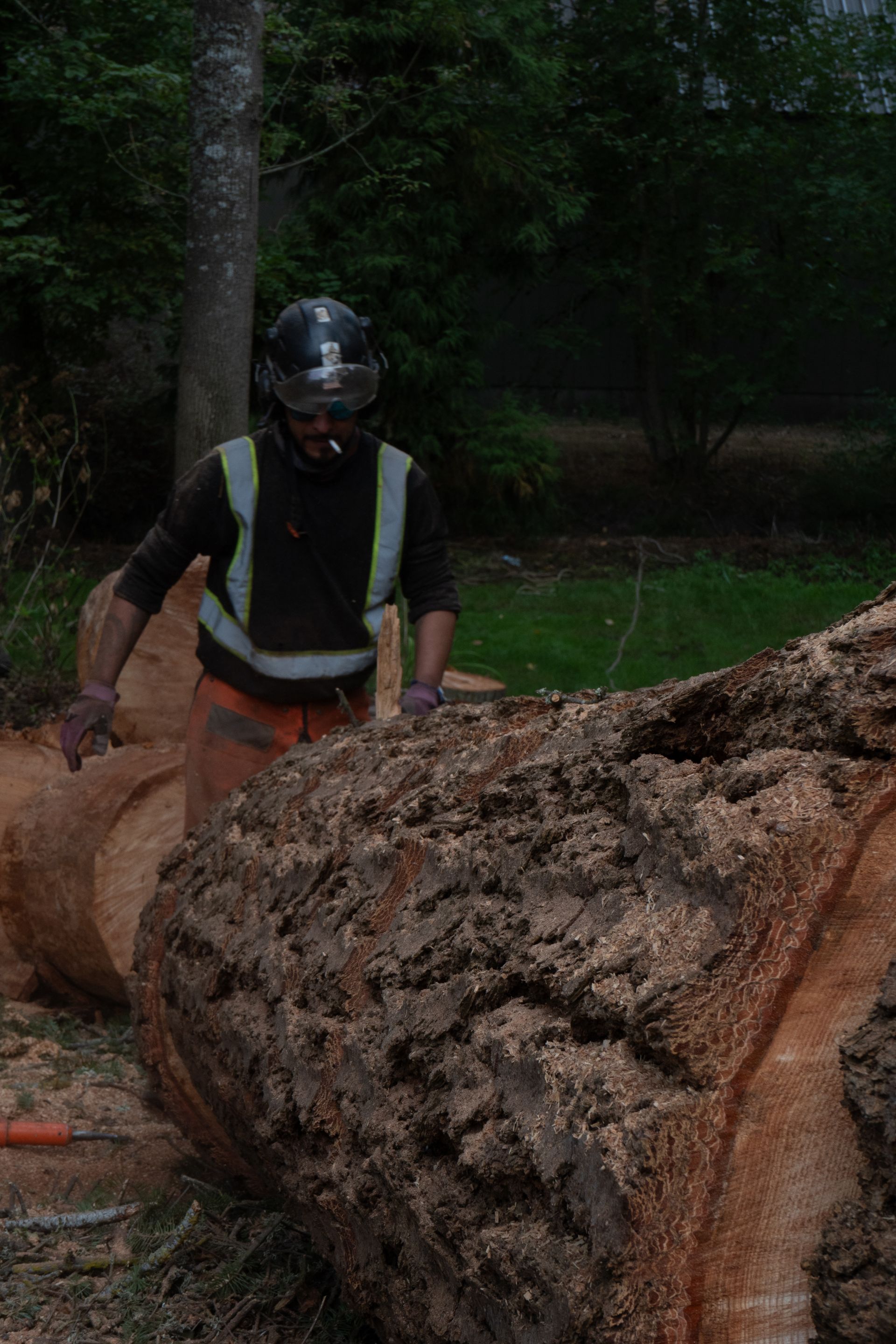 Person in a helmet standing beside a large cut log in a wooded area