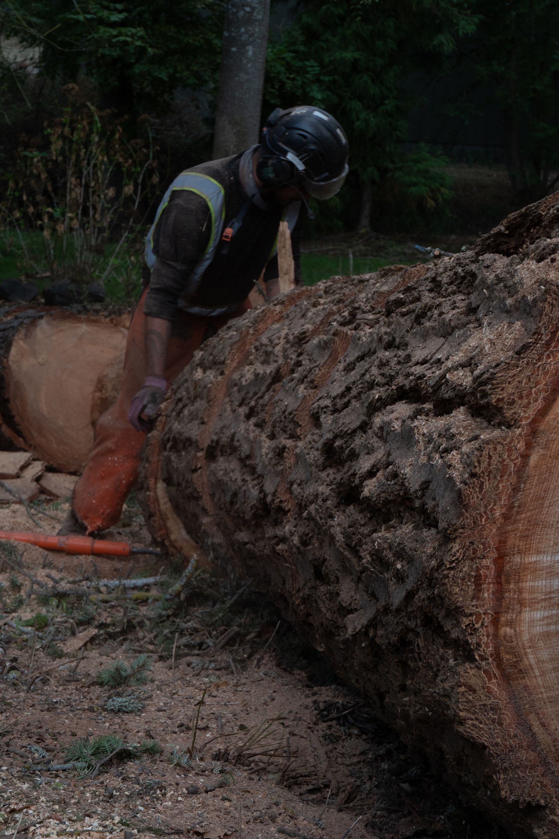 Worker in helmet and safety gear cutting a large fallen tree trunk with a chainsaw outdoors