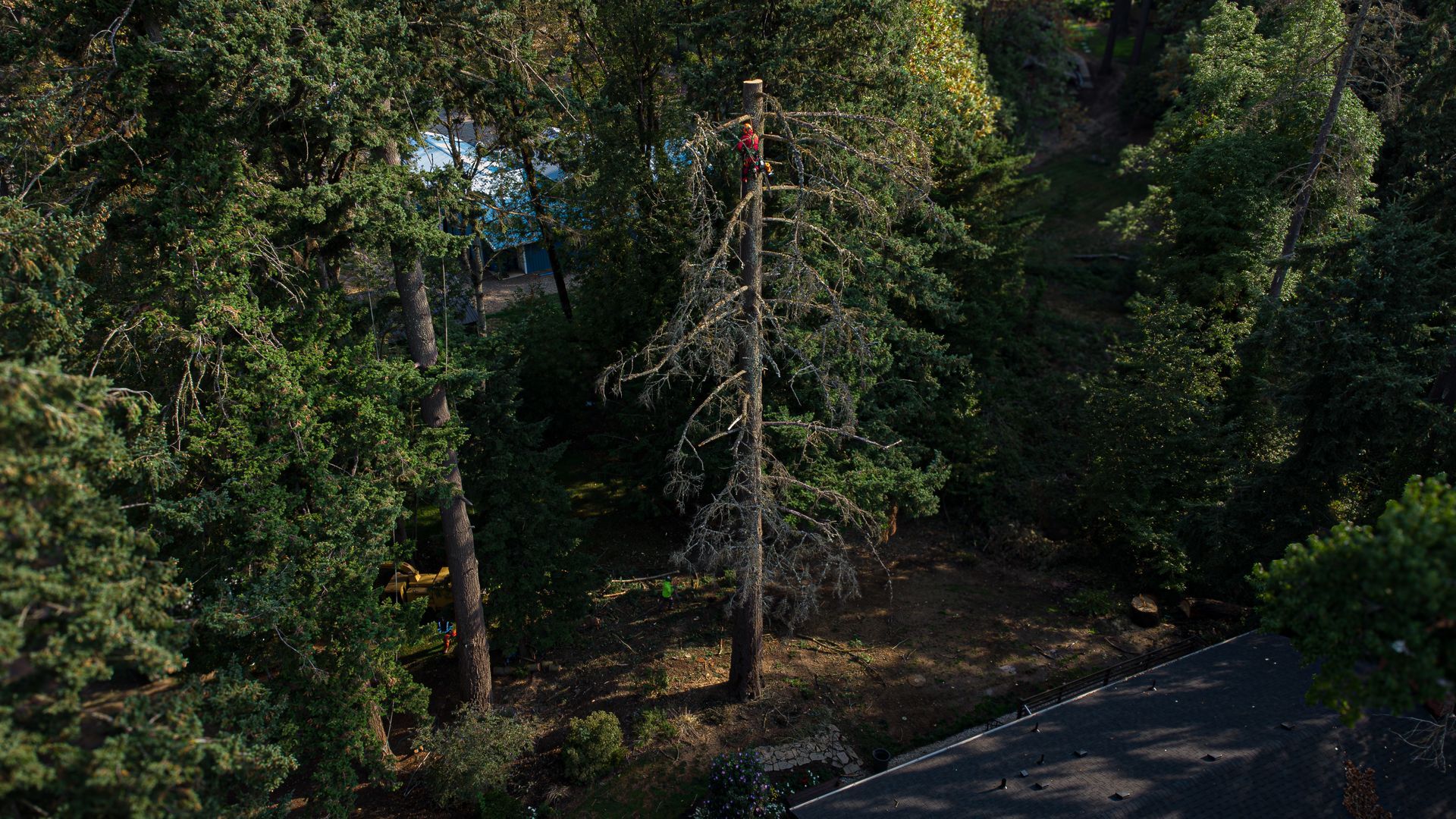 Dense green forest with a tall bare tree trunk beside a paved road