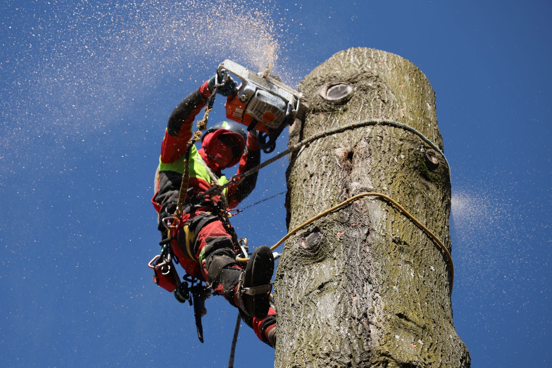 Arborist in safety gear trimming a tree trunk with a chainsaw against a blue sky