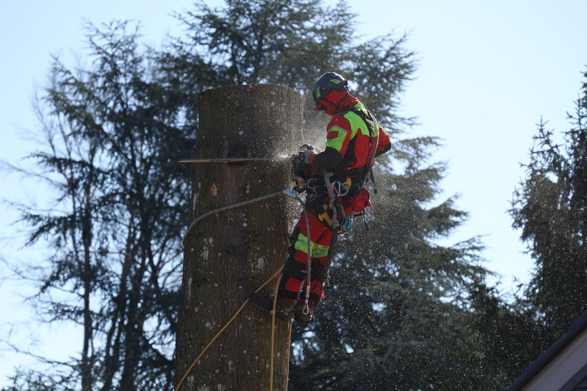 Rescue worker in red and yellow climbing a tree with rope and chainsaw outdoors