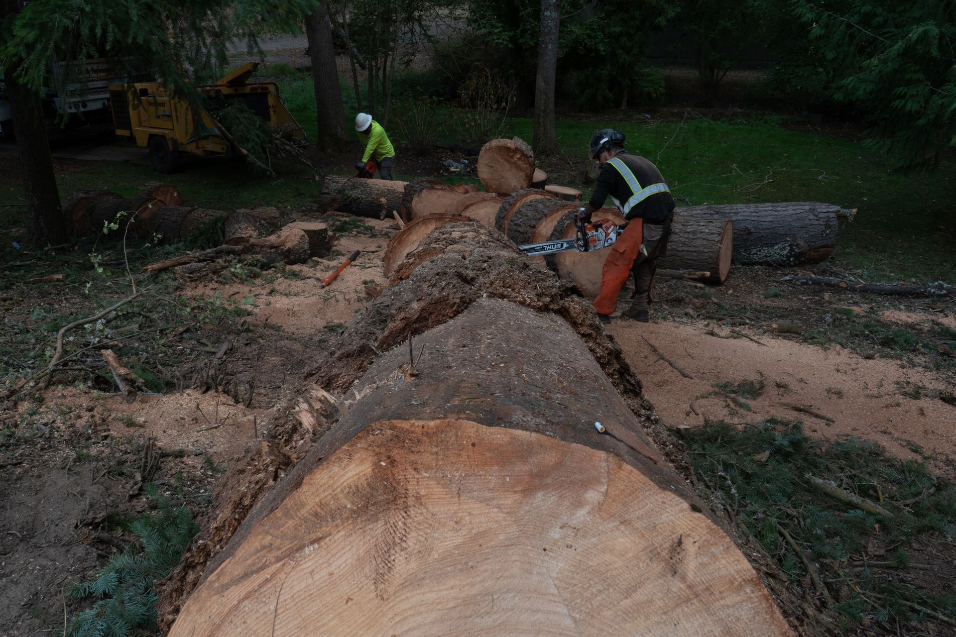 Two workers cutting a large fallen tree trunk in a muddy wooded area