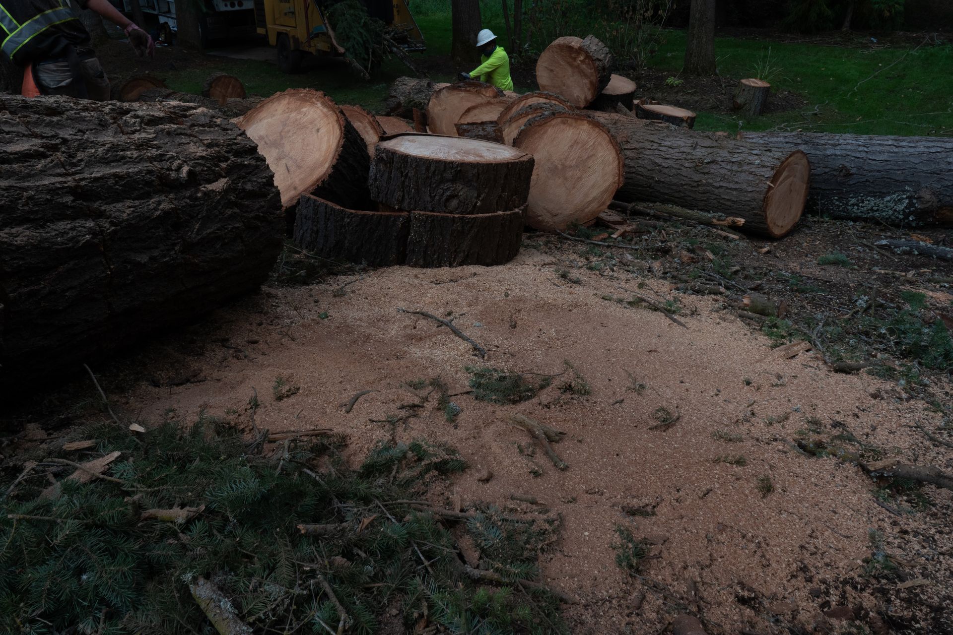 Cut logs and sawdust scattered on the ground in a wooded outdoor area