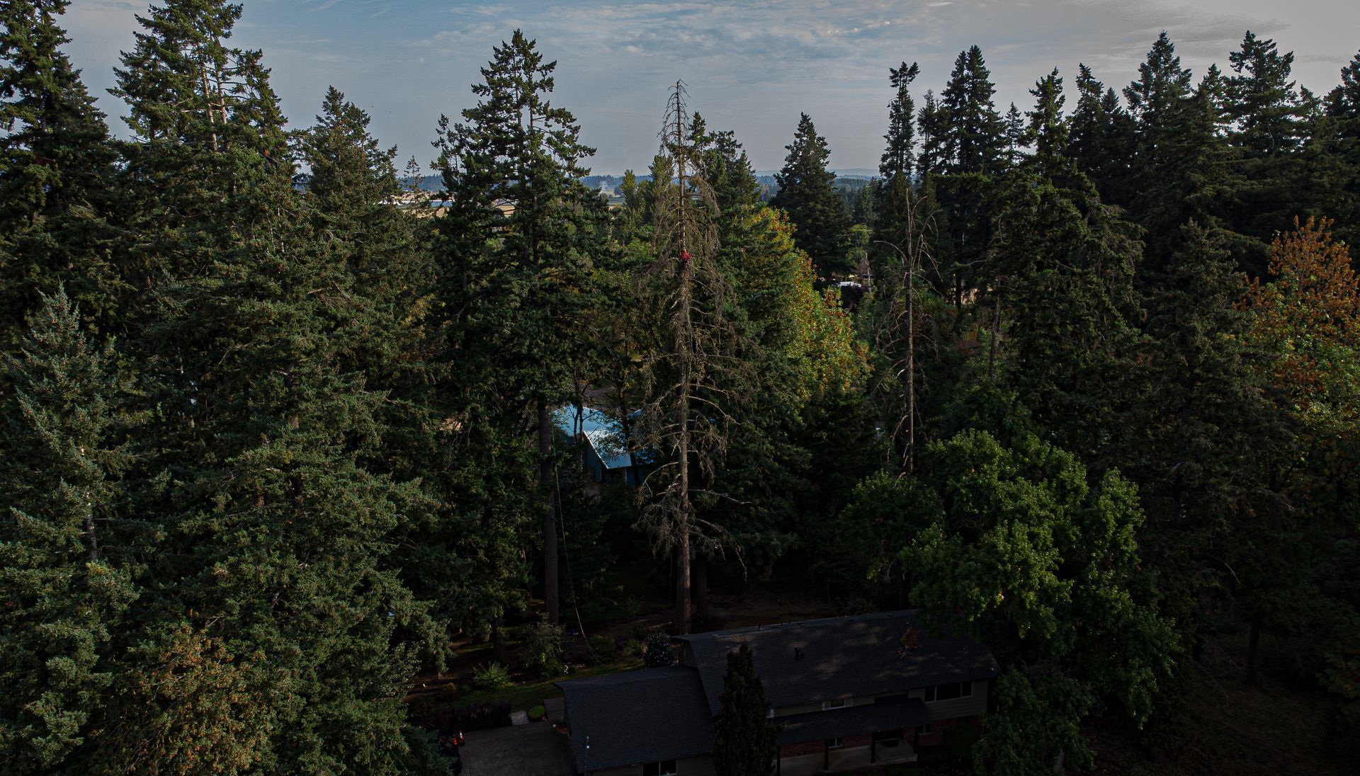 Dense evergreen forest with a small cabin roof peeking through the trees under a cloudy sky
