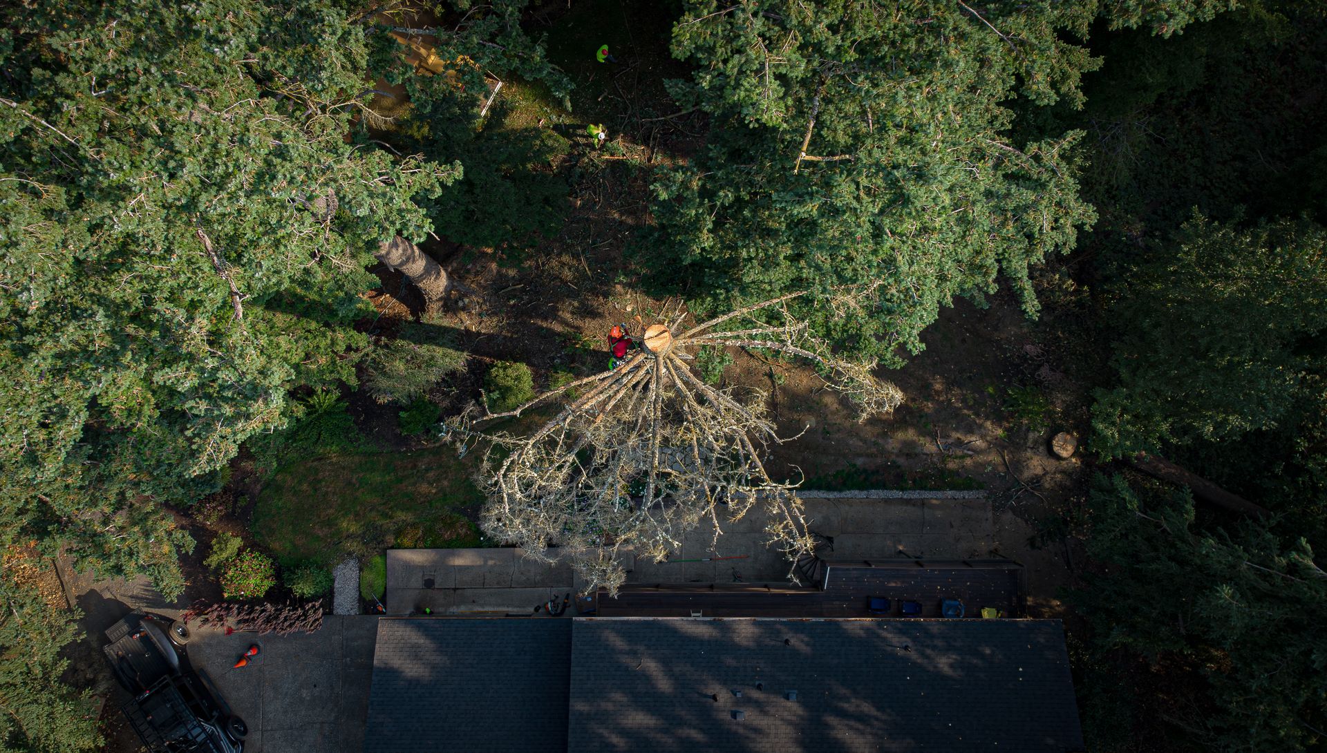 Aerial view of a fallen tree across a road beside dense green foliage and a building roof.