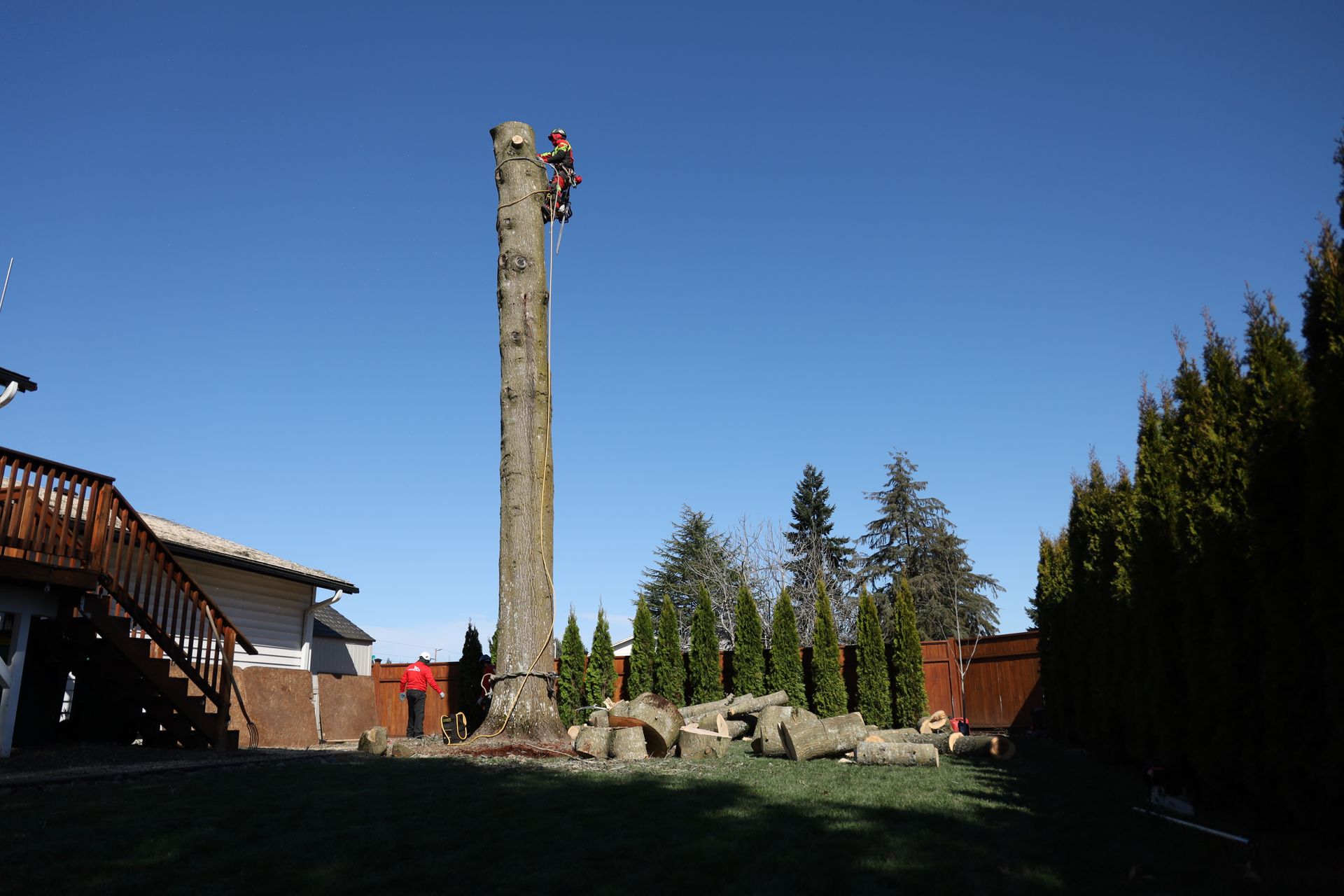 Person climbing a tall wooden pole in a sunny outdoor yard with trees and buildings nearby