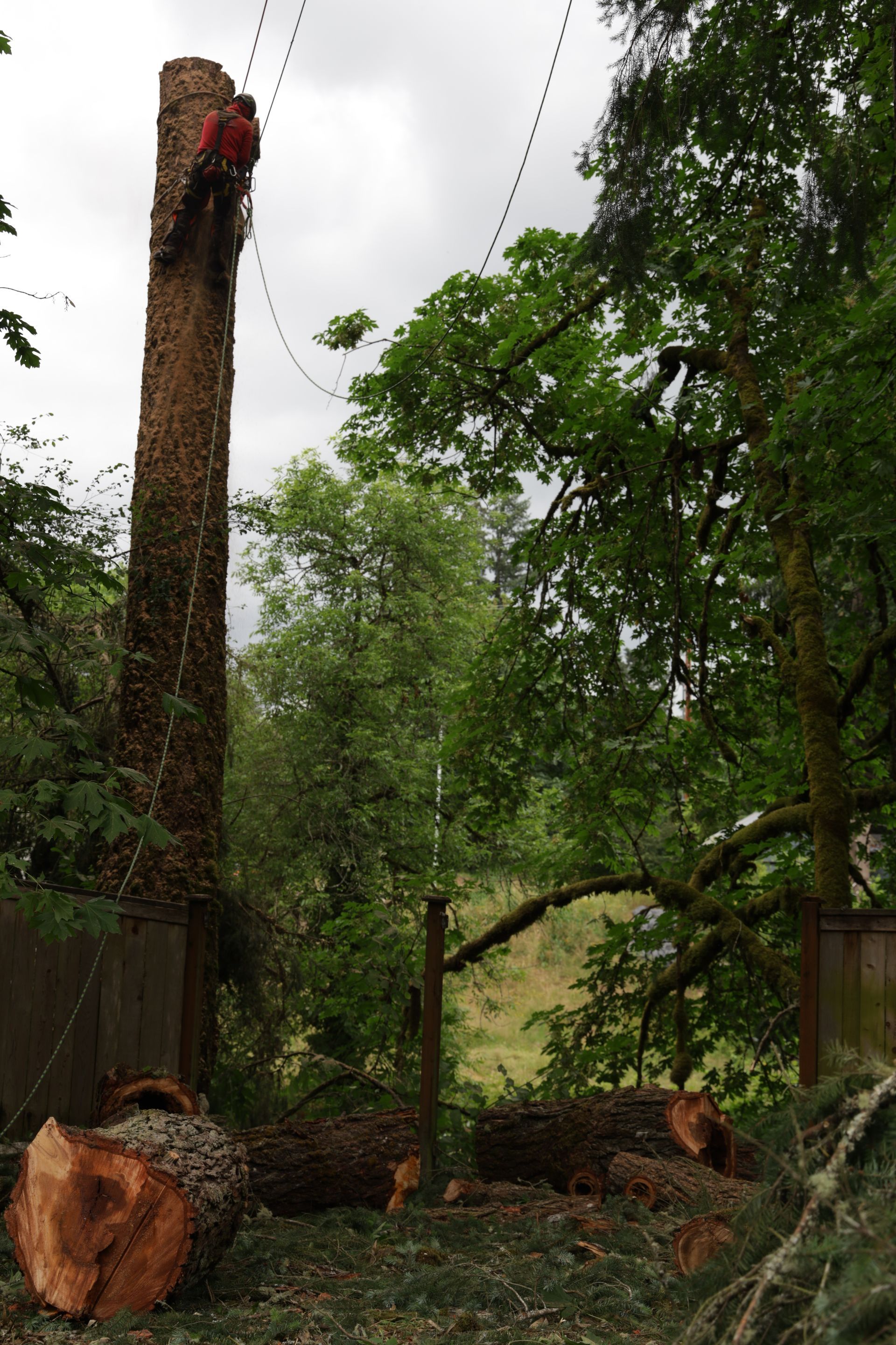 A felled tree in a wooded area, with a tall cut trunk and a large log section on the ground.
