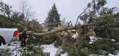Downed tree blocking snowy road, with a person beside a white truck