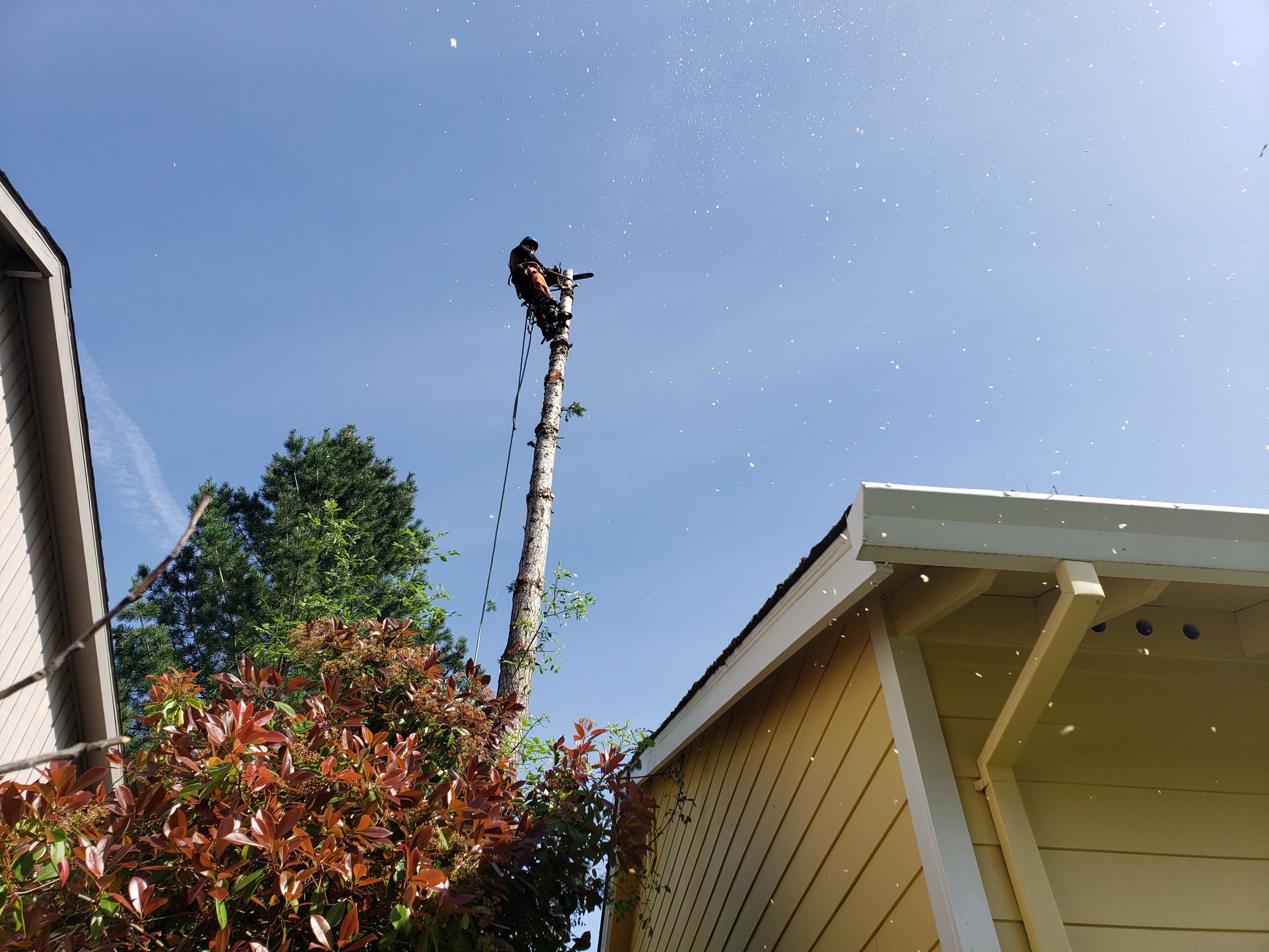 Worker in a bucket atop a tall tree, seen above suburban rooftops and blue sky.