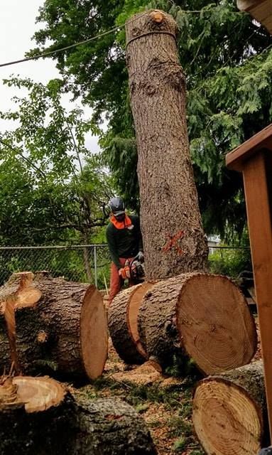 Person in orange helmet stands on cut tree trunks beside a tall felled tree in a wooded yard