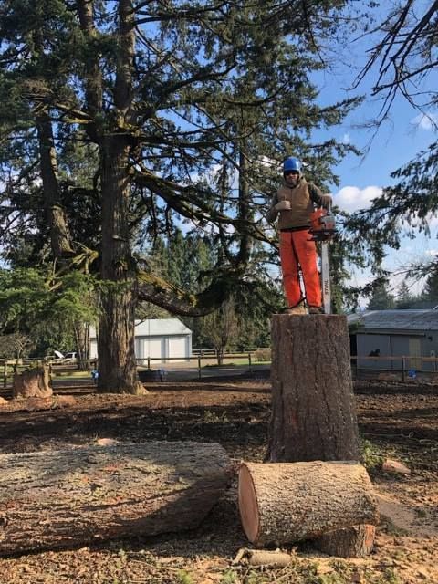 Worker in orange pants stands on a tree stump beside a fallen log in a wooded yard.