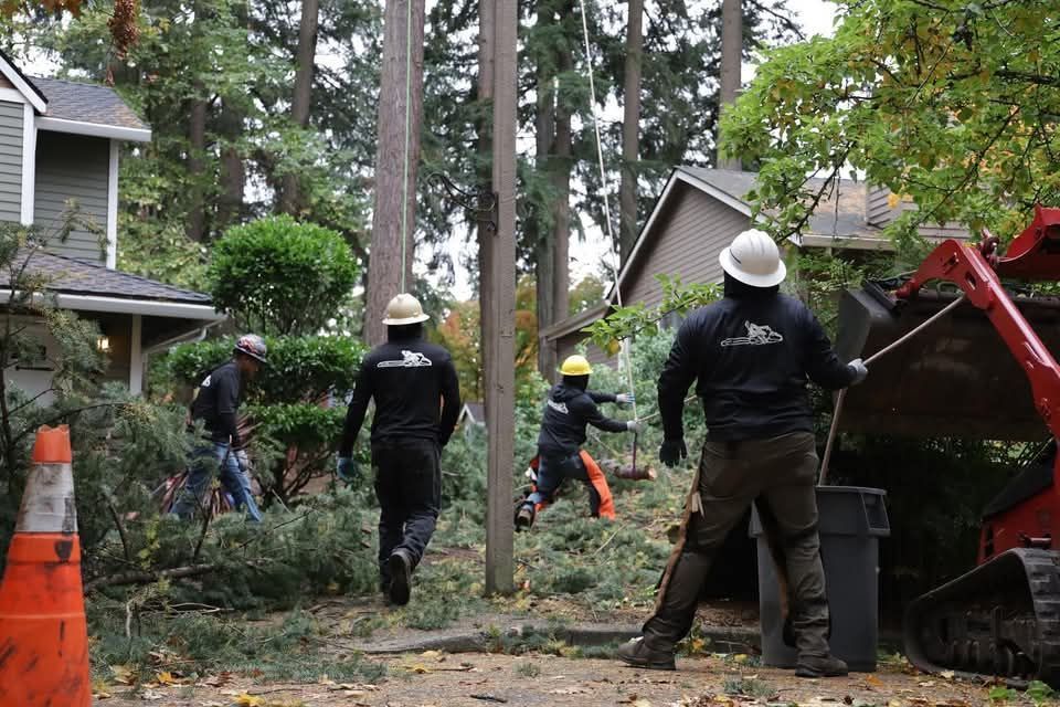 Workers in hard hats clearing fallen branches in a wooded yard beside a house