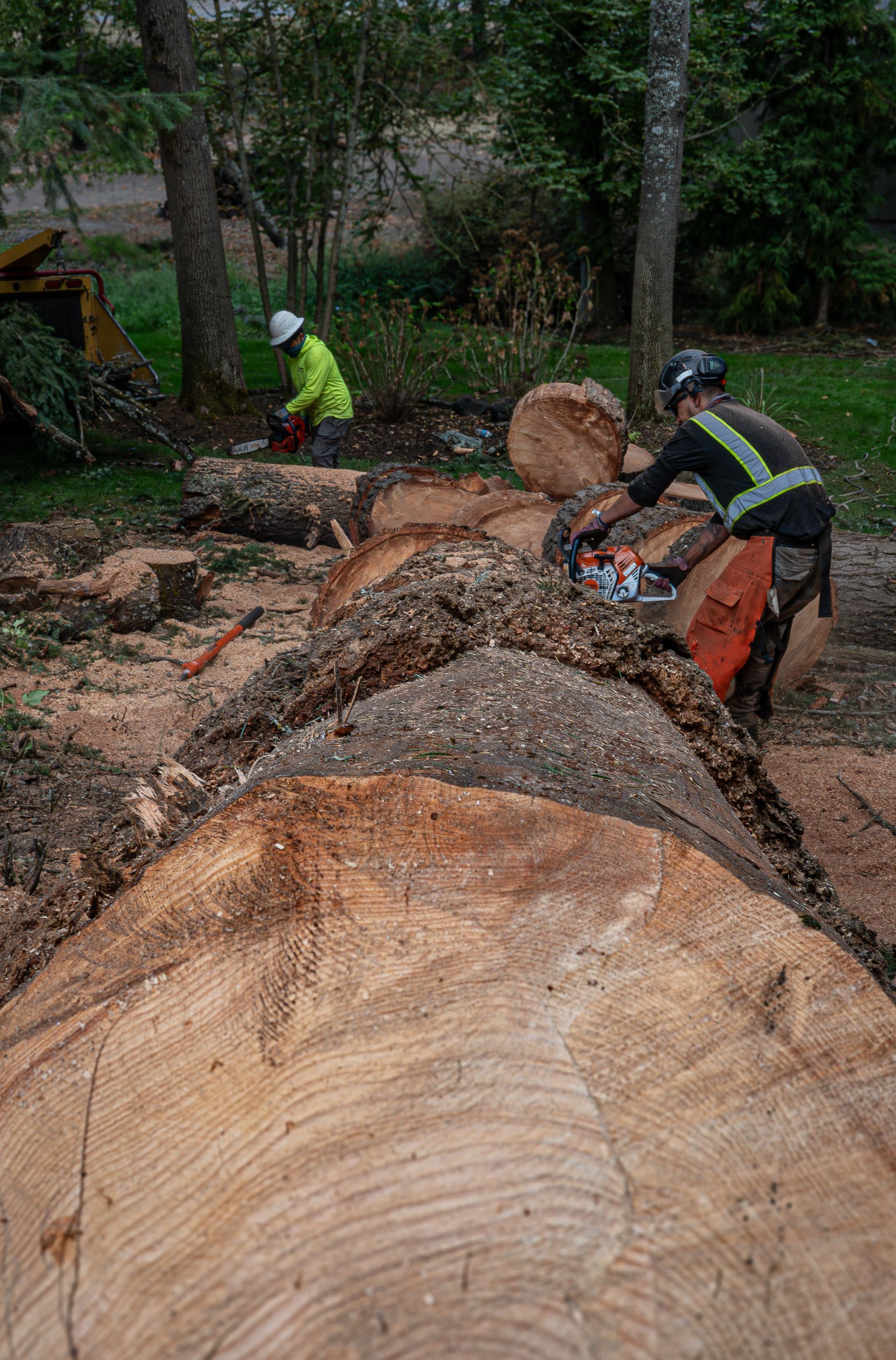 Workers cutting a large fallen tree trunk with a chainsaw in a wooded area