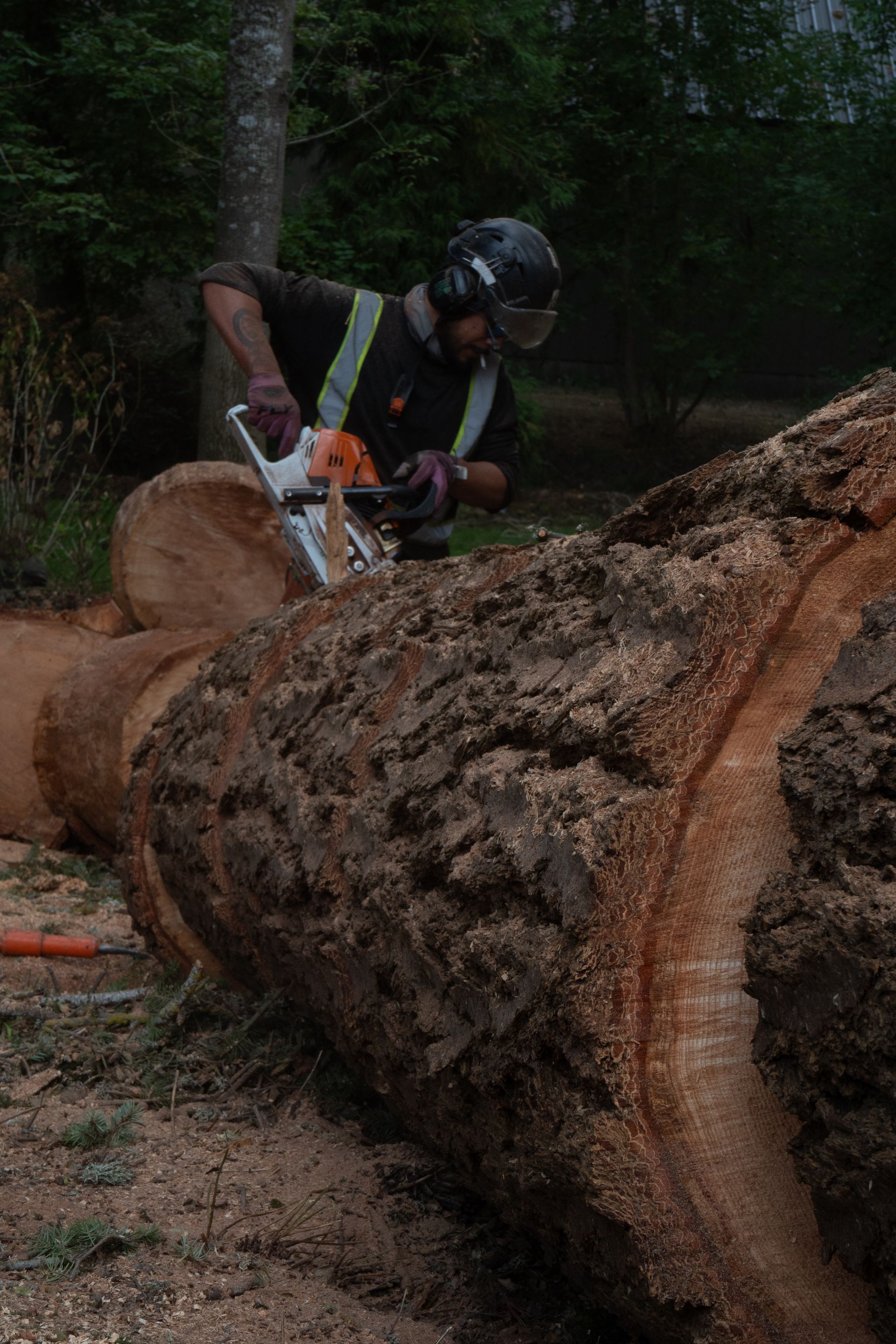 Logger cutting a large fallen tree trunk with a chainsaw in a forest.
