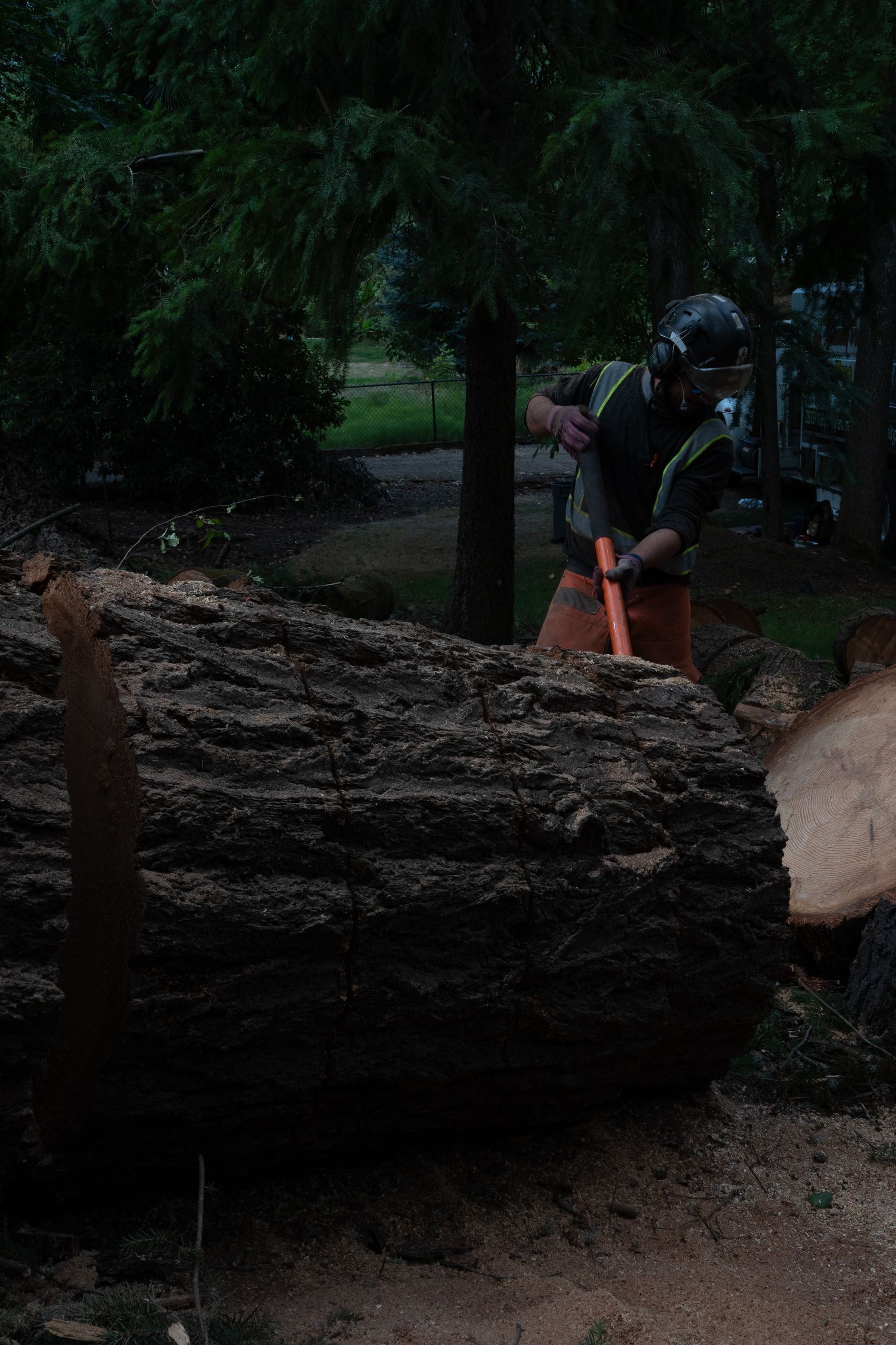 Worker using a chainsaw on a large fallen tree trunk in a dark wooded area