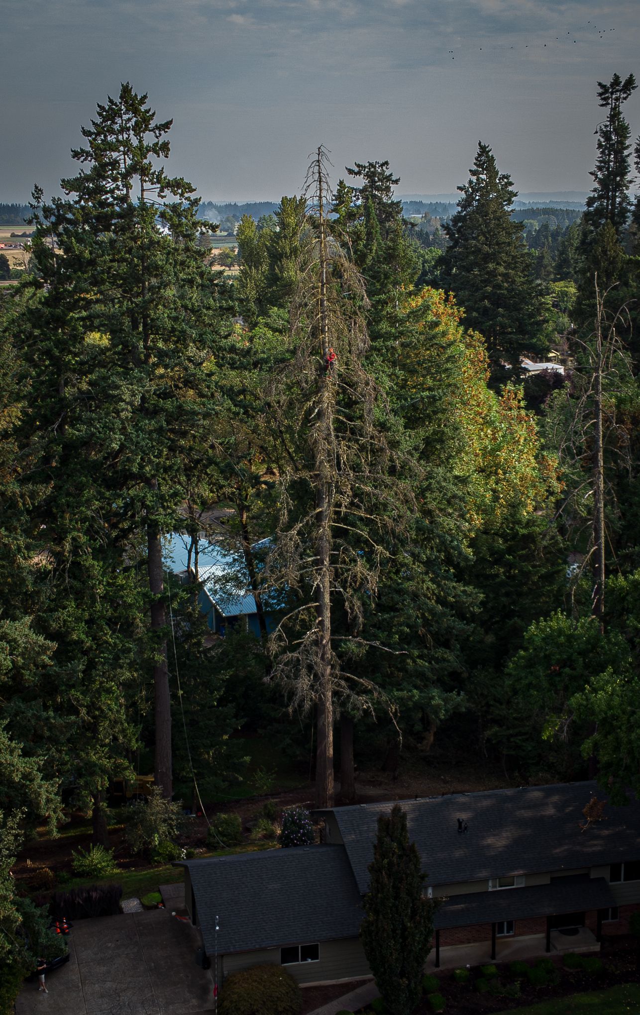 Tall evergreen trees and rooftops in a wooded neighborhood under a hazy sky