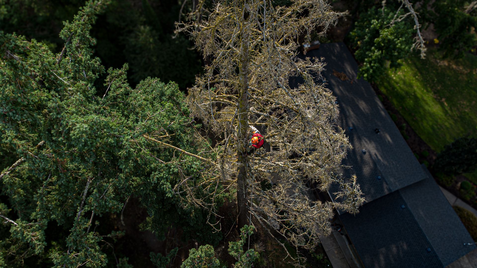 Person in red among dense trees beside a dark roof, seen from above.