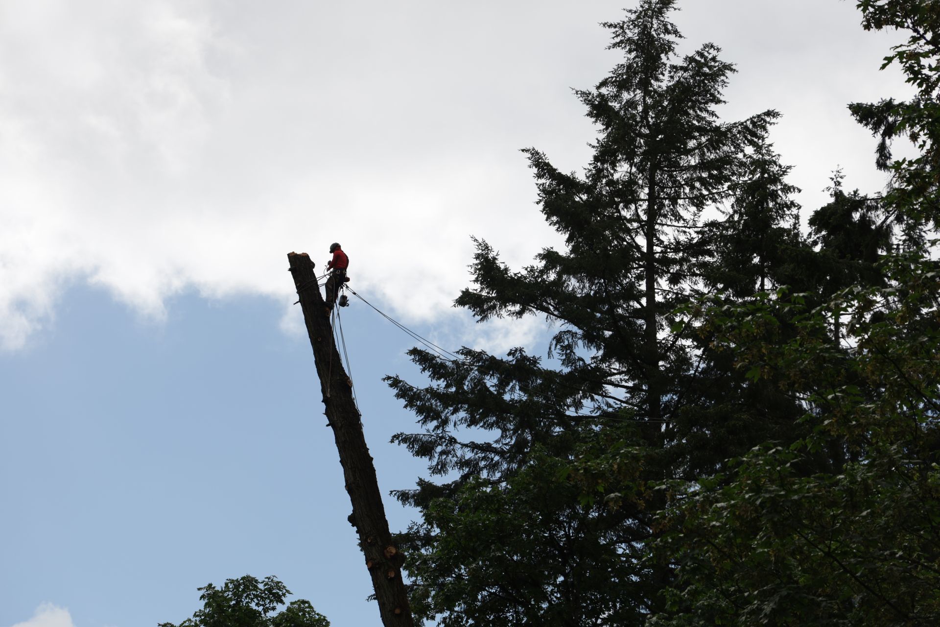 Topped tree trunk against a blue sky, with tall evergreen trees in the background.