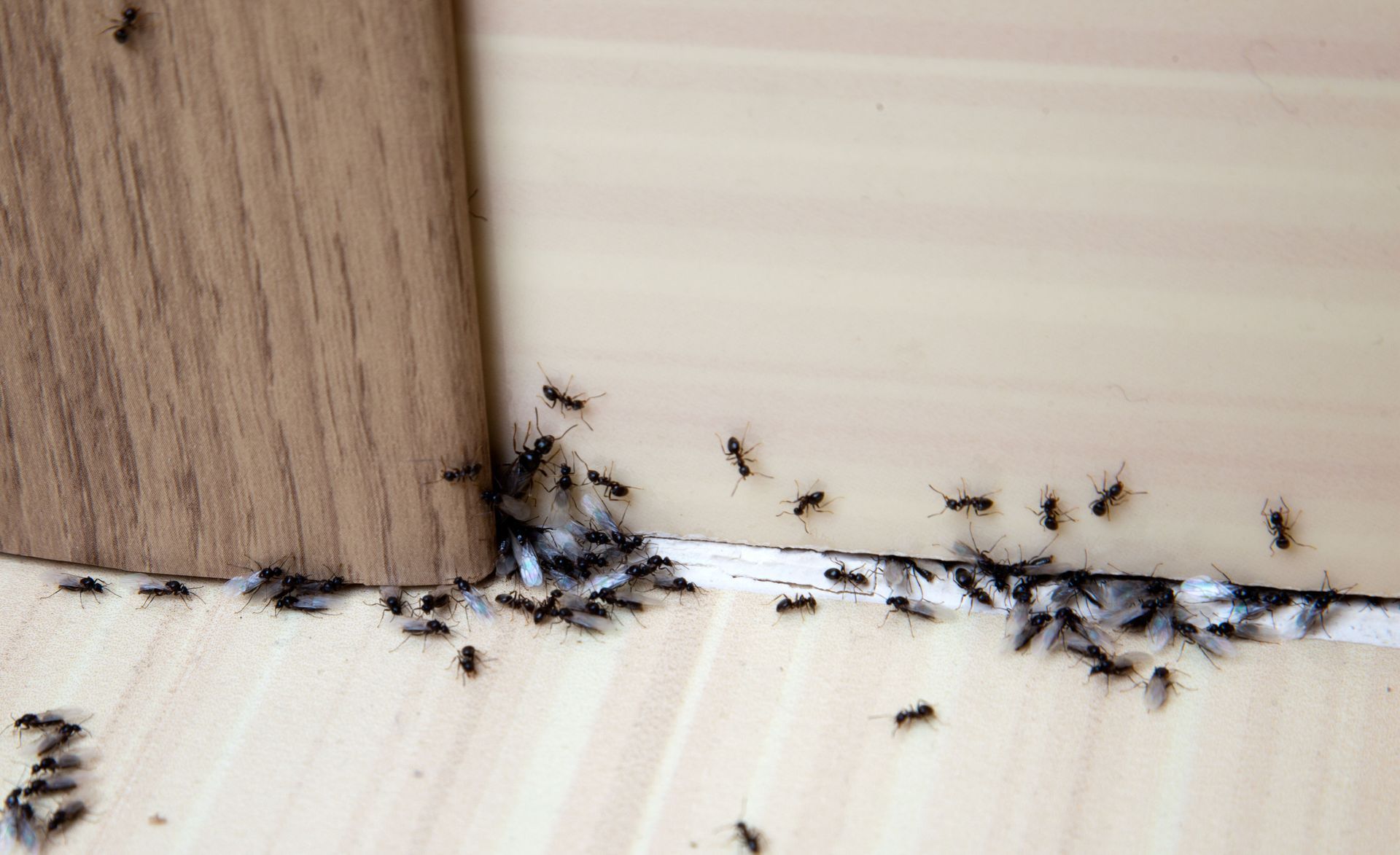 Ants crawling on a light-colored floor, near a wooden structure.