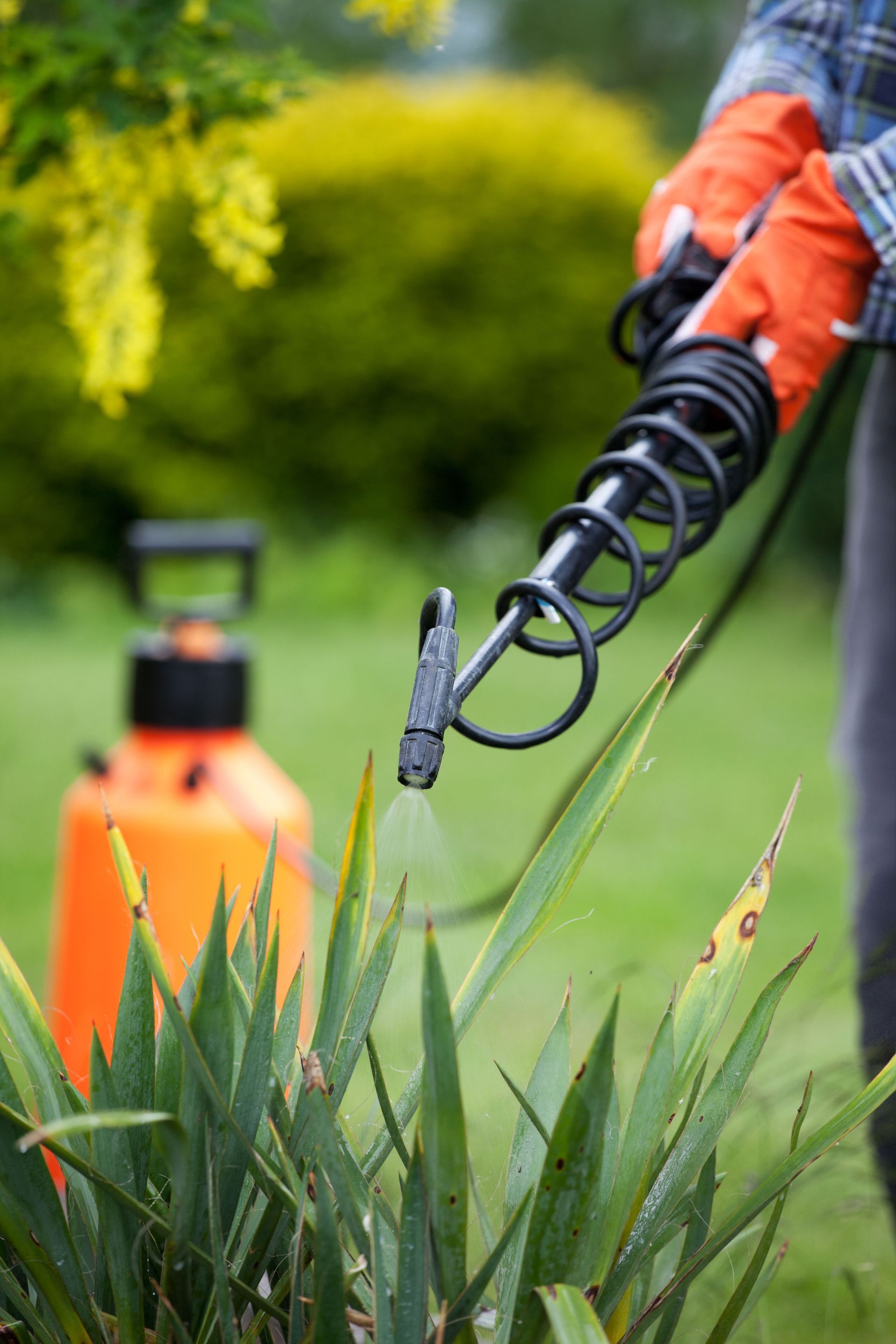 Person spraying a plant in a garden with orange sprayer, wearing orange gloves.