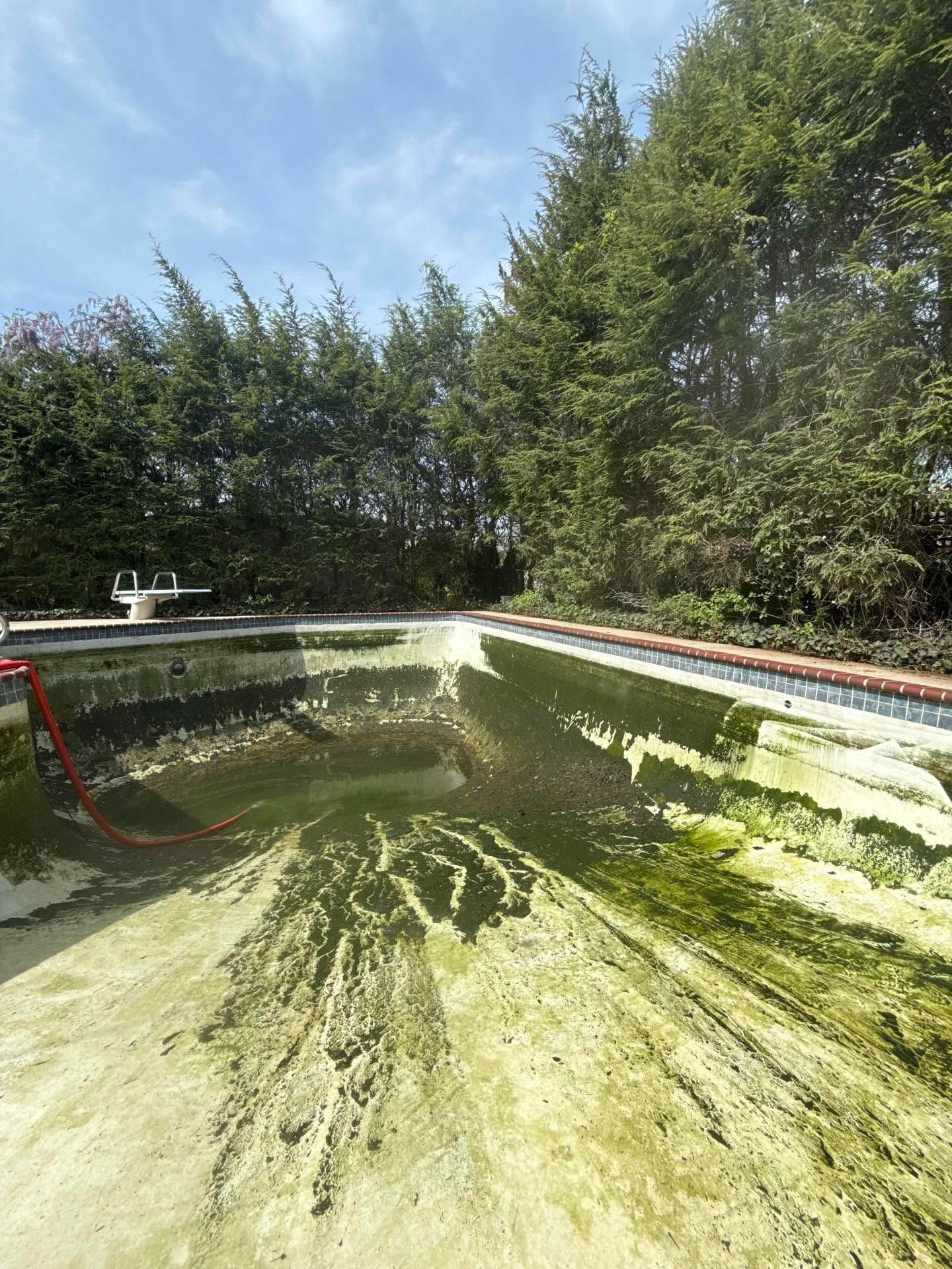 Green algae-covered swimming pool with trees and blue sky in the background