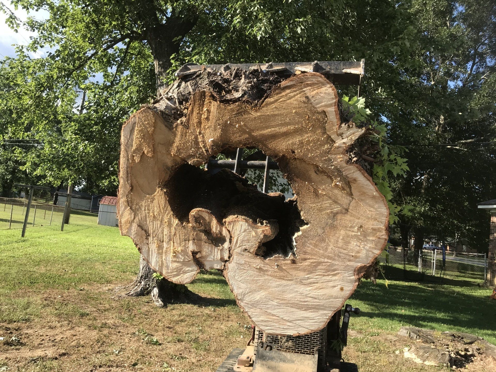 Tree services