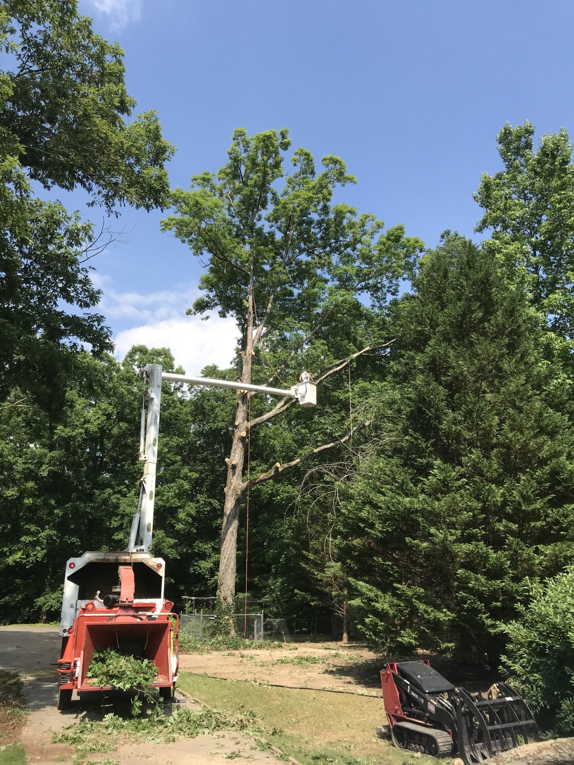 Tree services