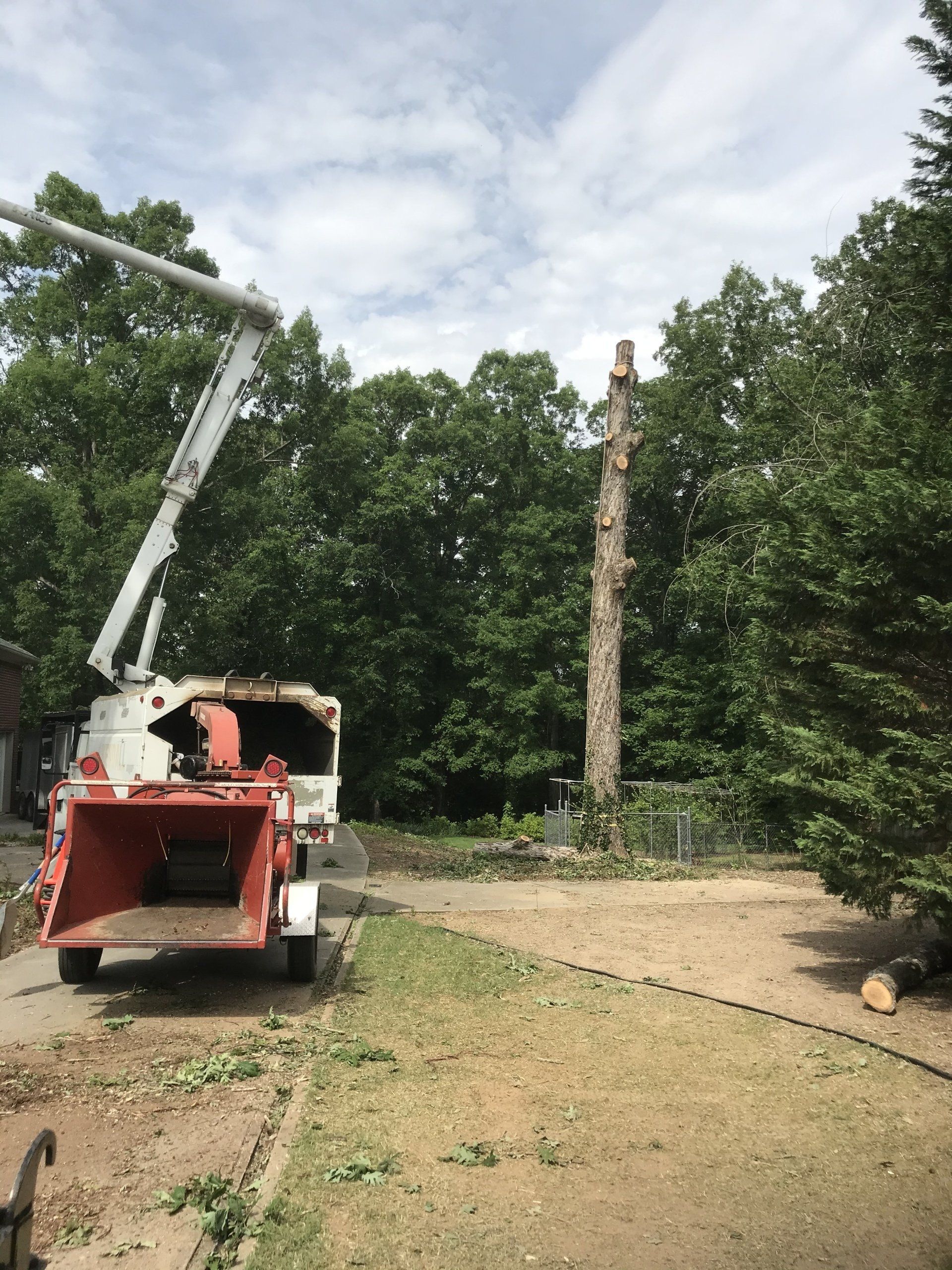 Tree services