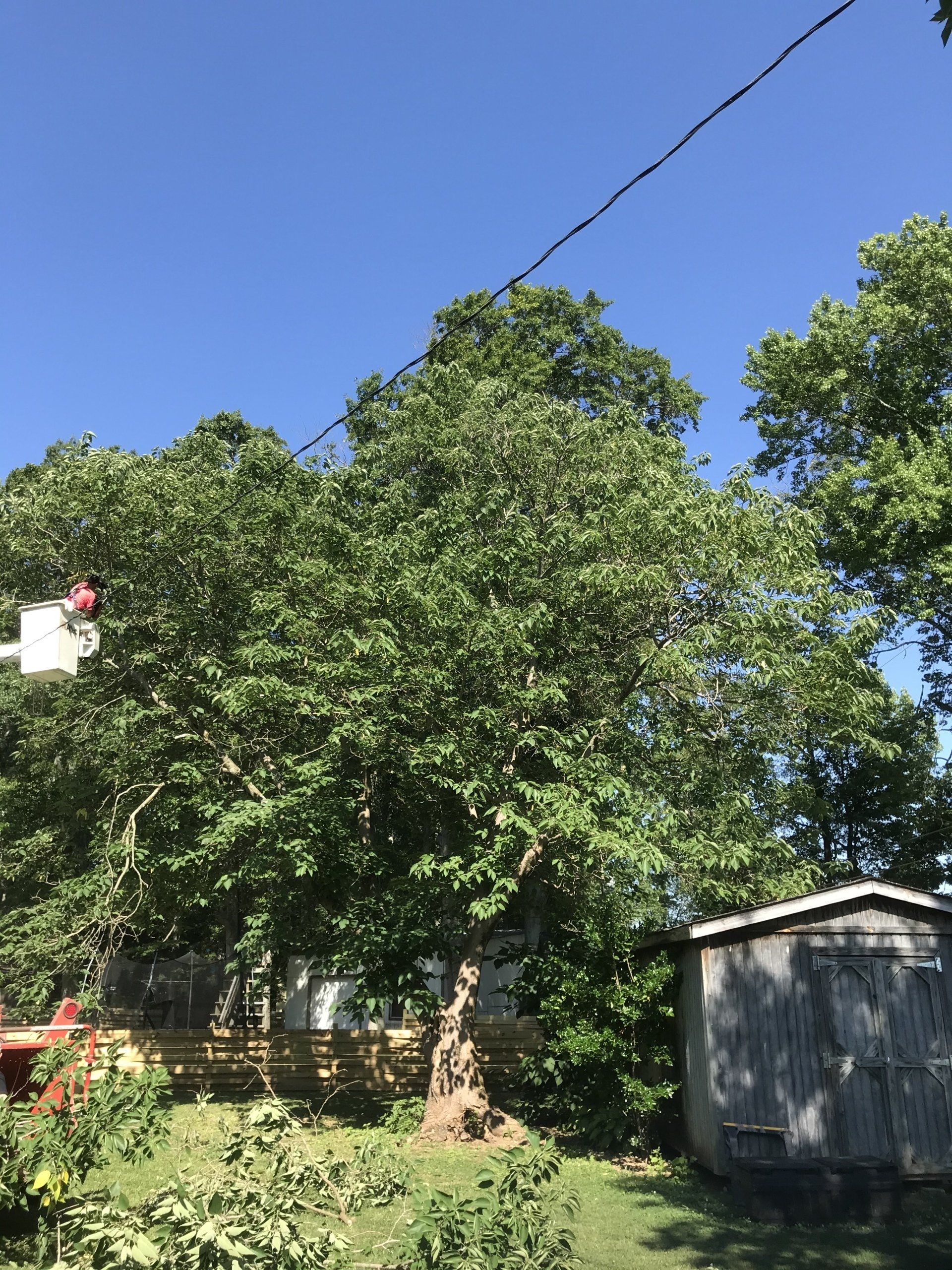 Tree services