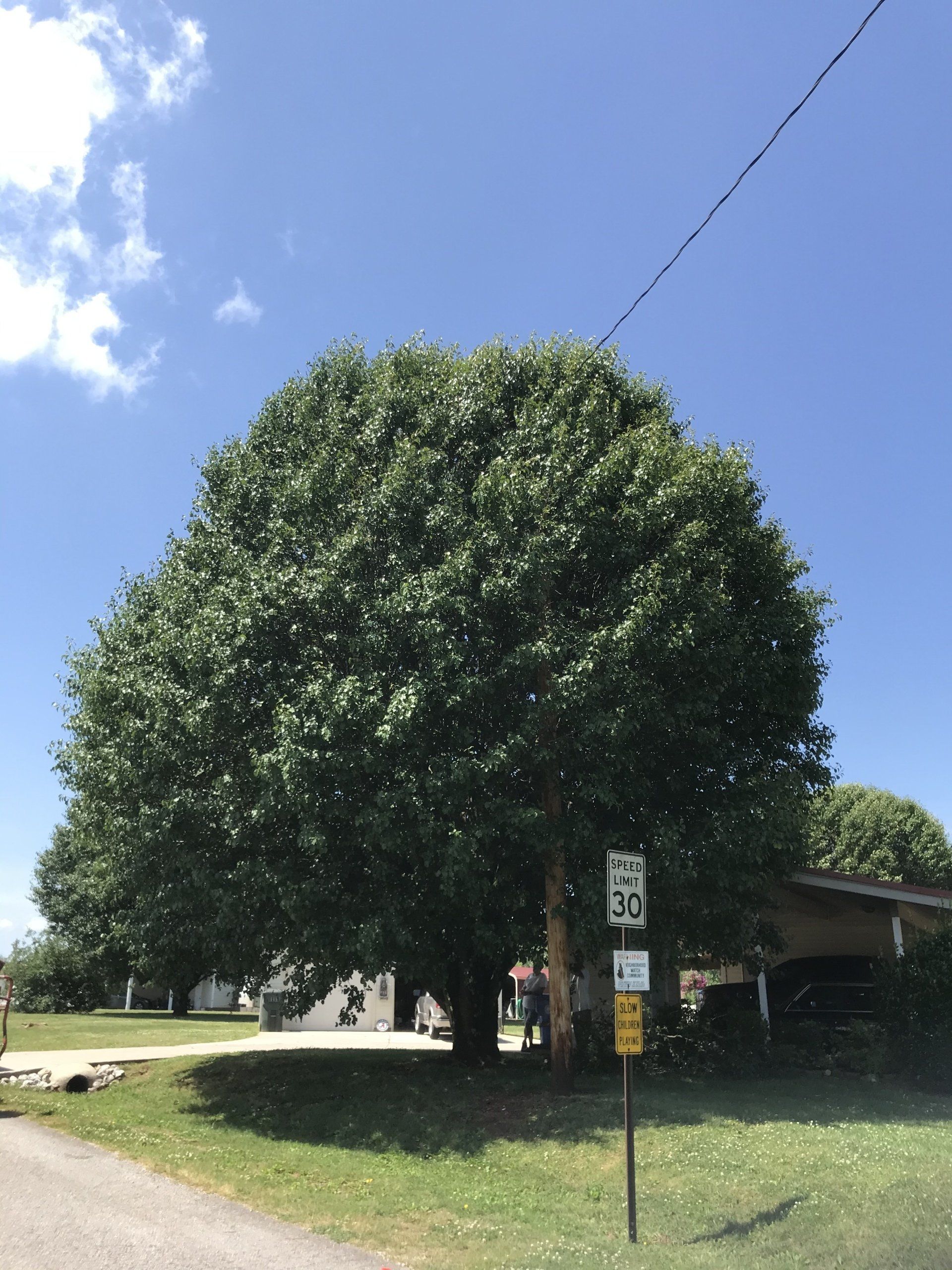 Tree services