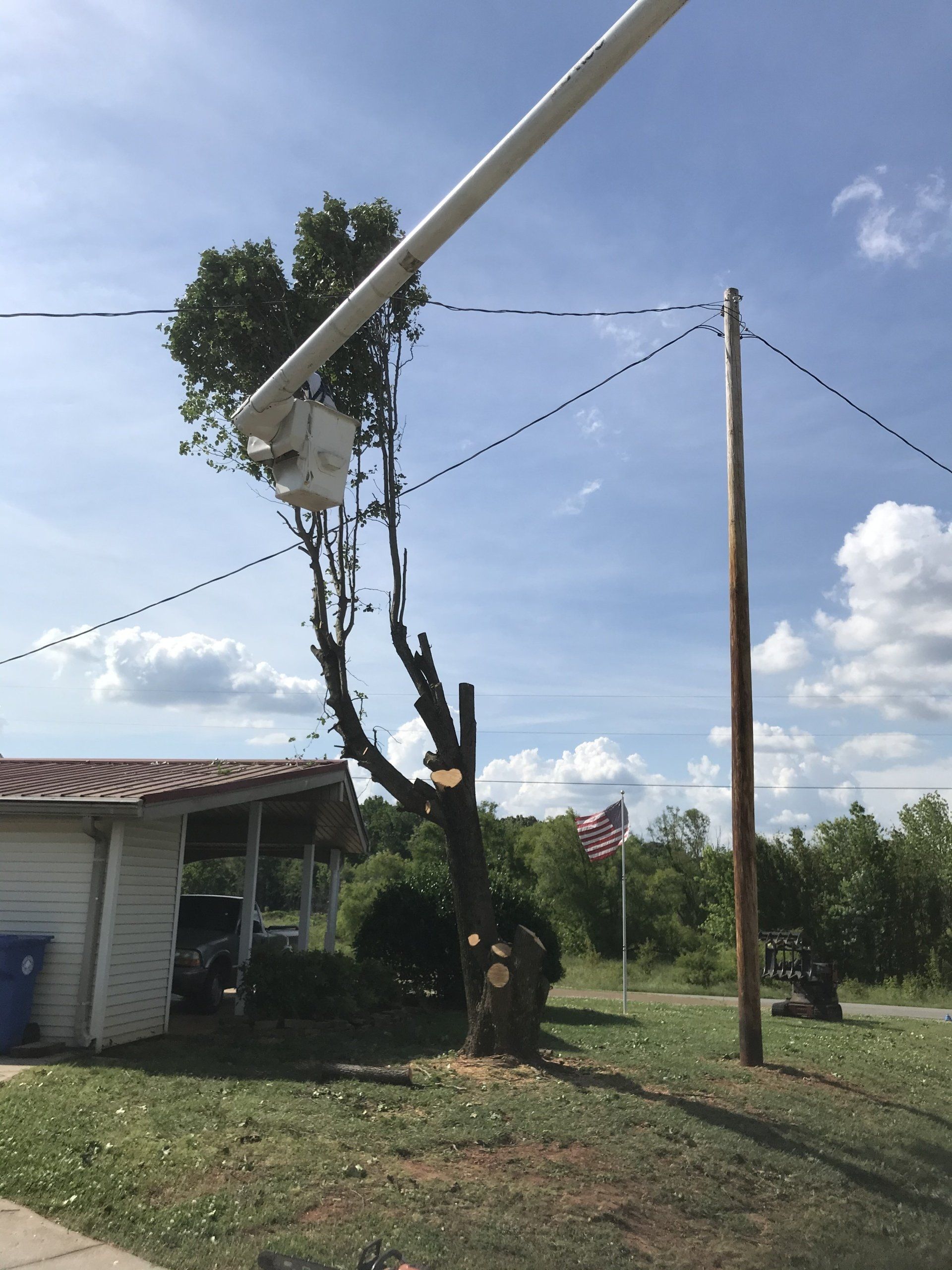 Tree services