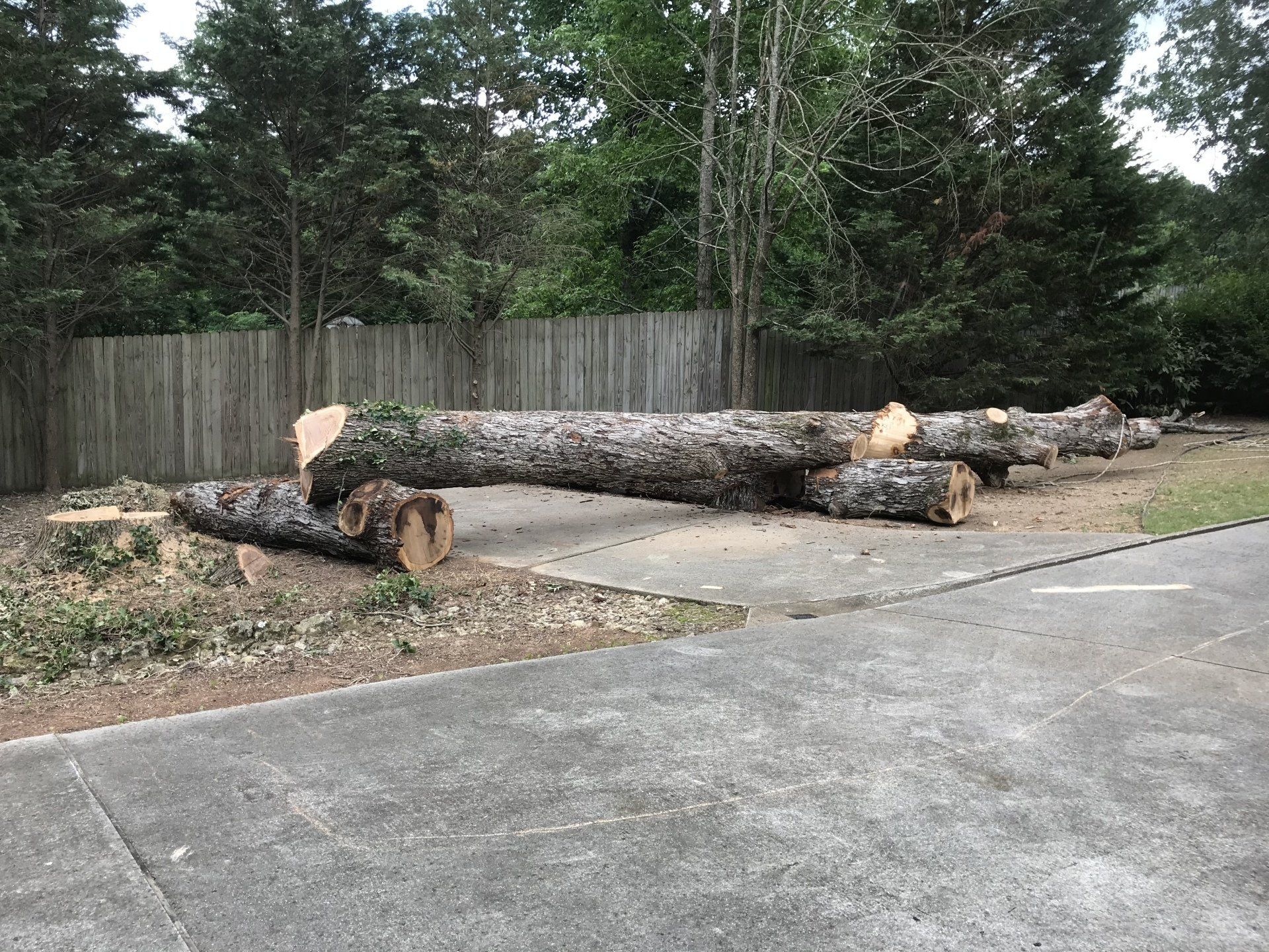 Tree services