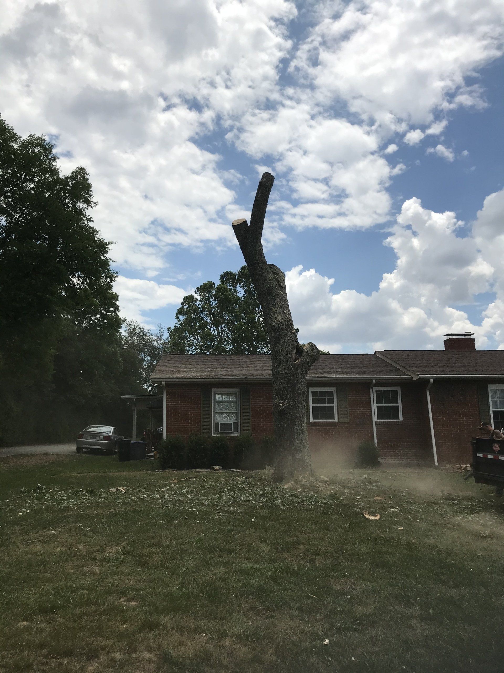 Tree services